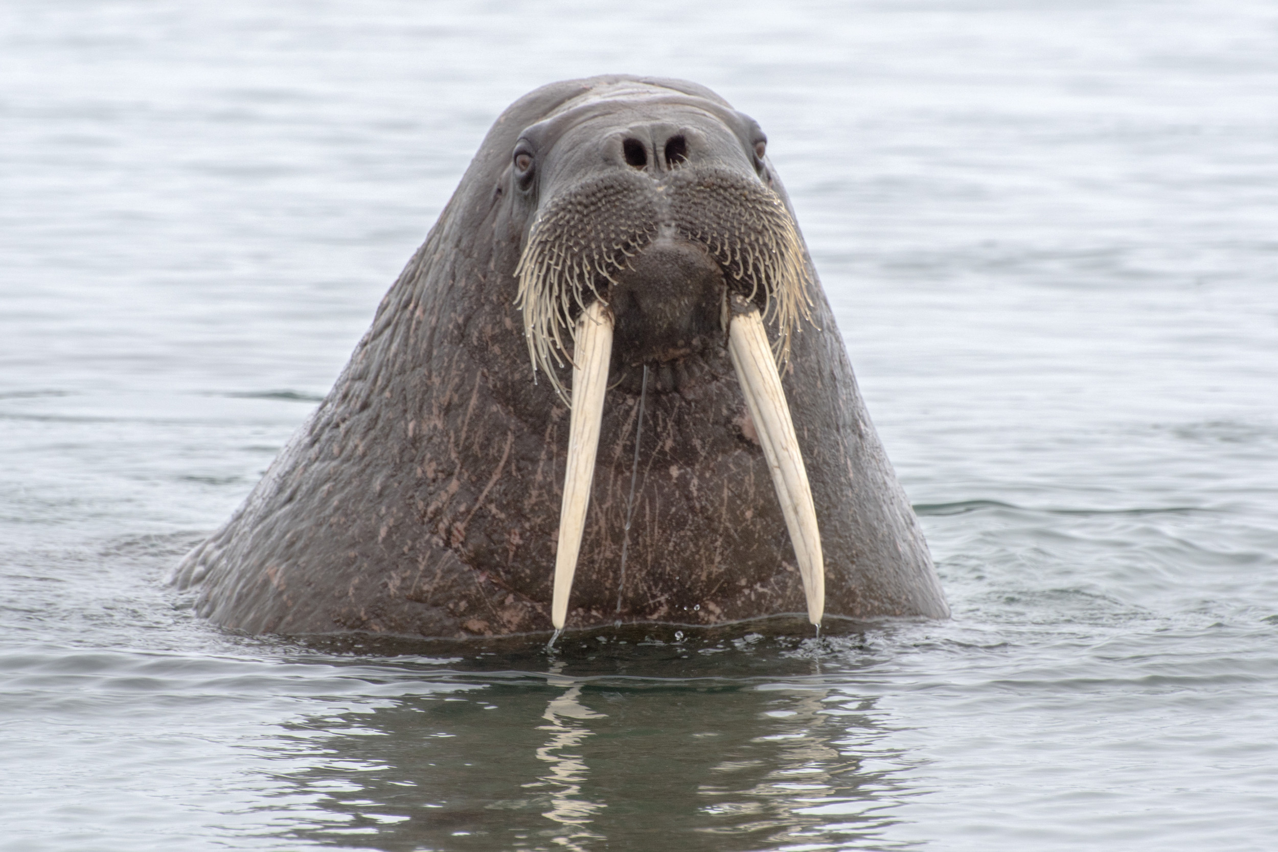 2500x1667 A Walrus 'Defending Her Calves' Just Sank a Russian Navy Boat in the Arctic Ocea