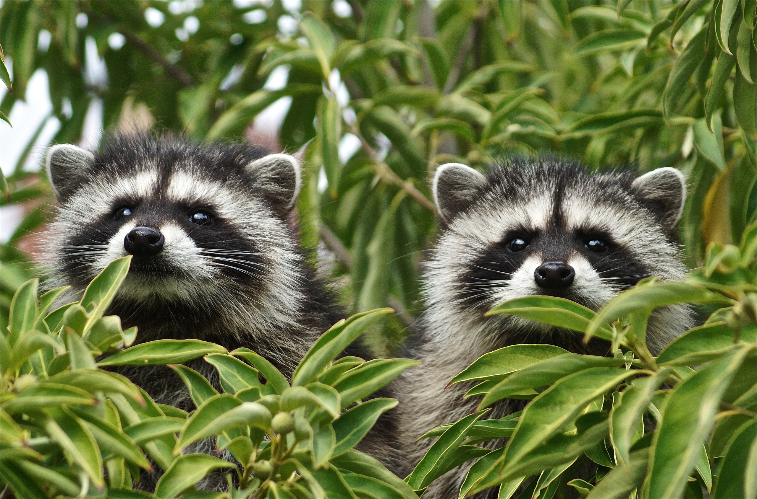 2560x1690 210+ Raccoon HD Wallpapers and Backgrounds
