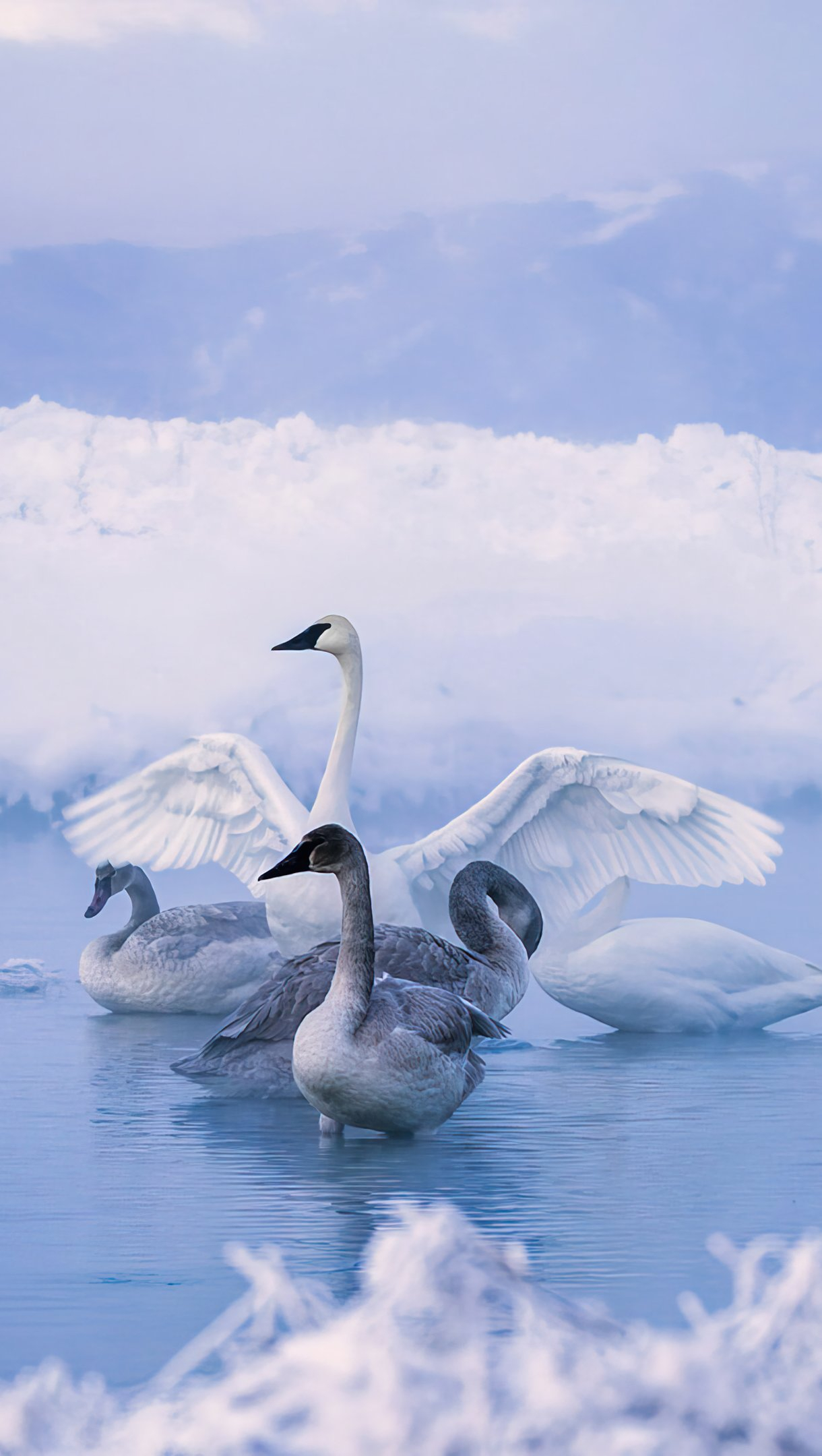 1220x2160 Swans in frozen lake Wallpaper 4k Ultra HD ID:9794