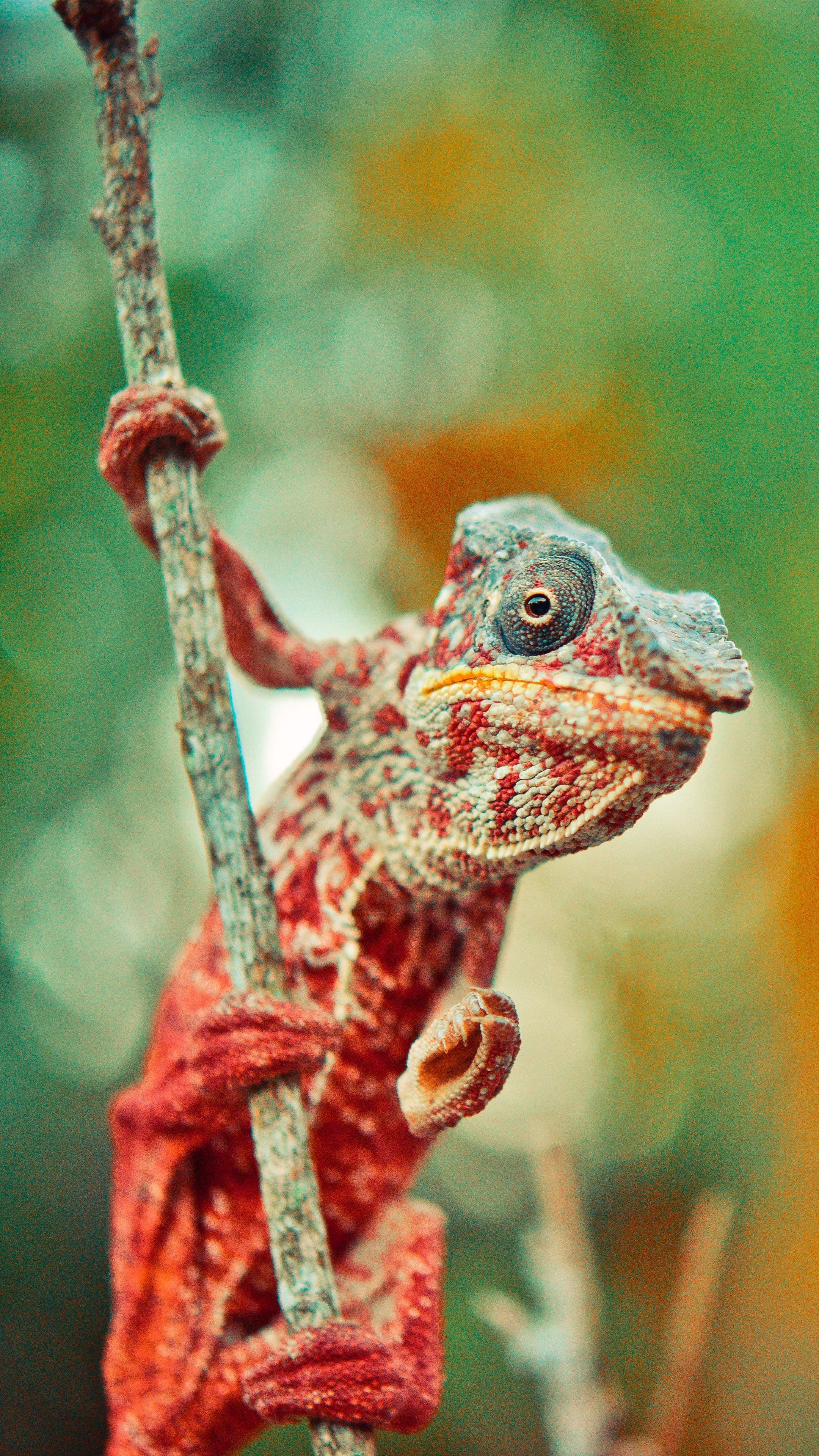 2160x3840 Animal Reptile Wallpapers Top Free Animal Reptile Backgrounds