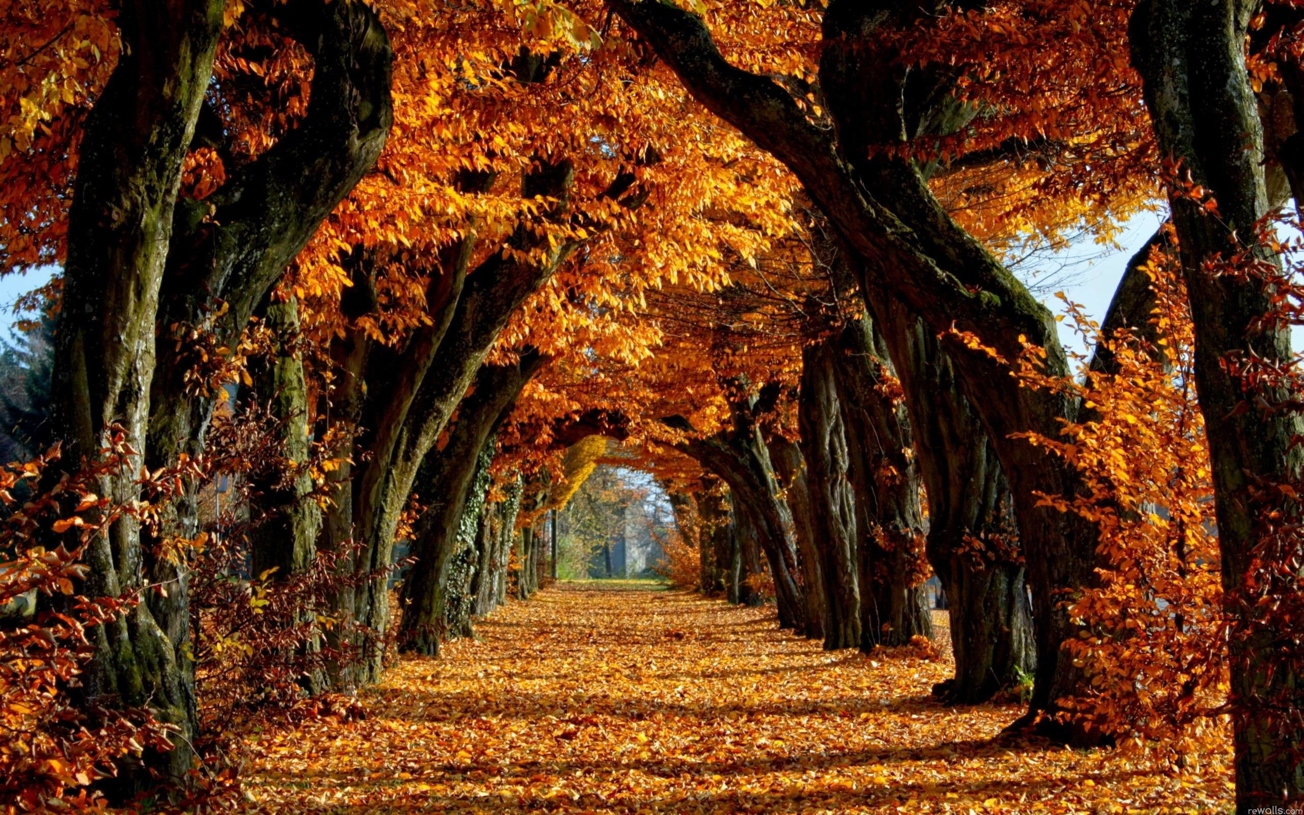 2560x1600 Autumn Trees HD Wallpapers