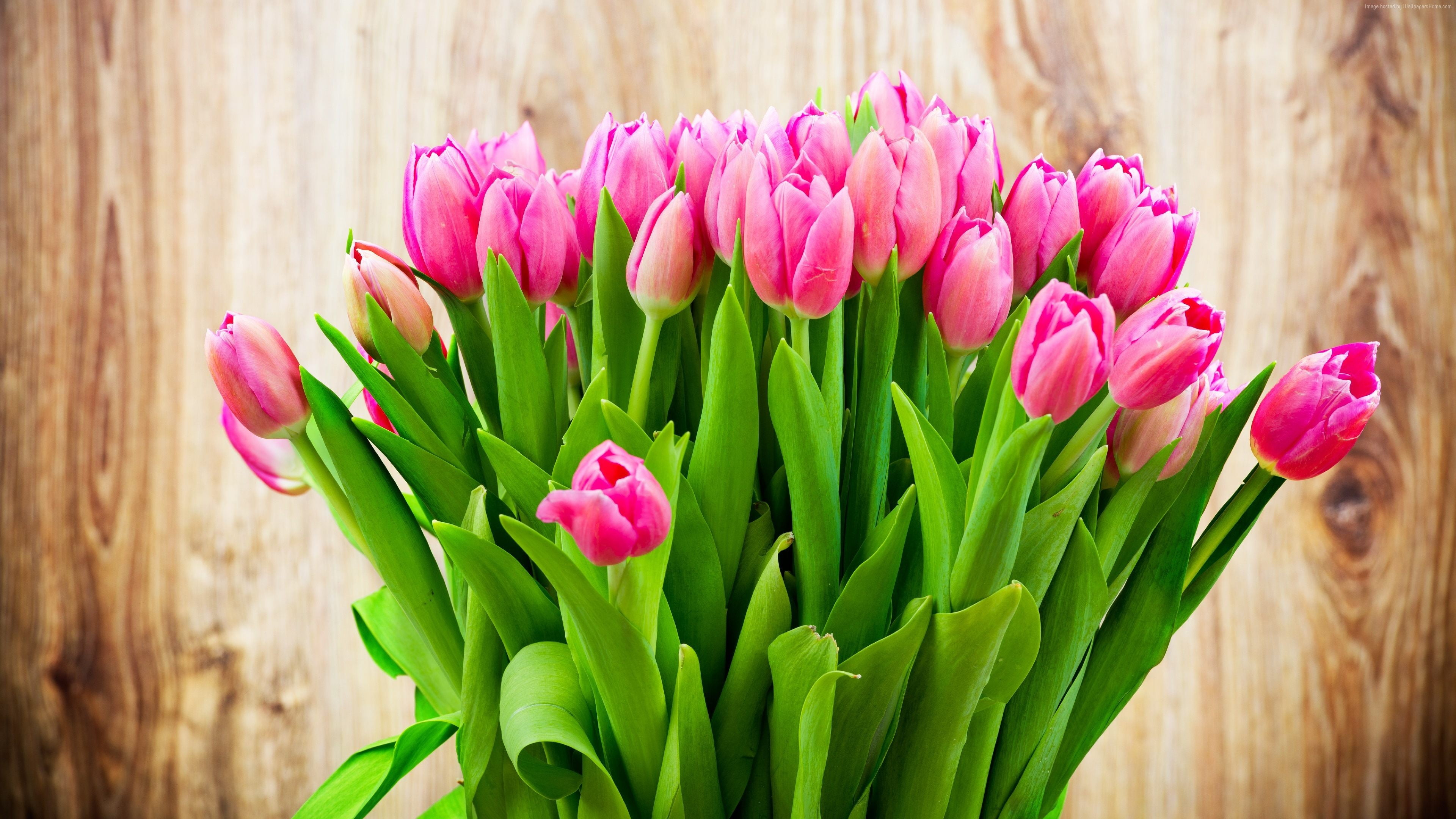 3840x2160 Pink tulips, flowers, tulips, 4k HD wallpaper