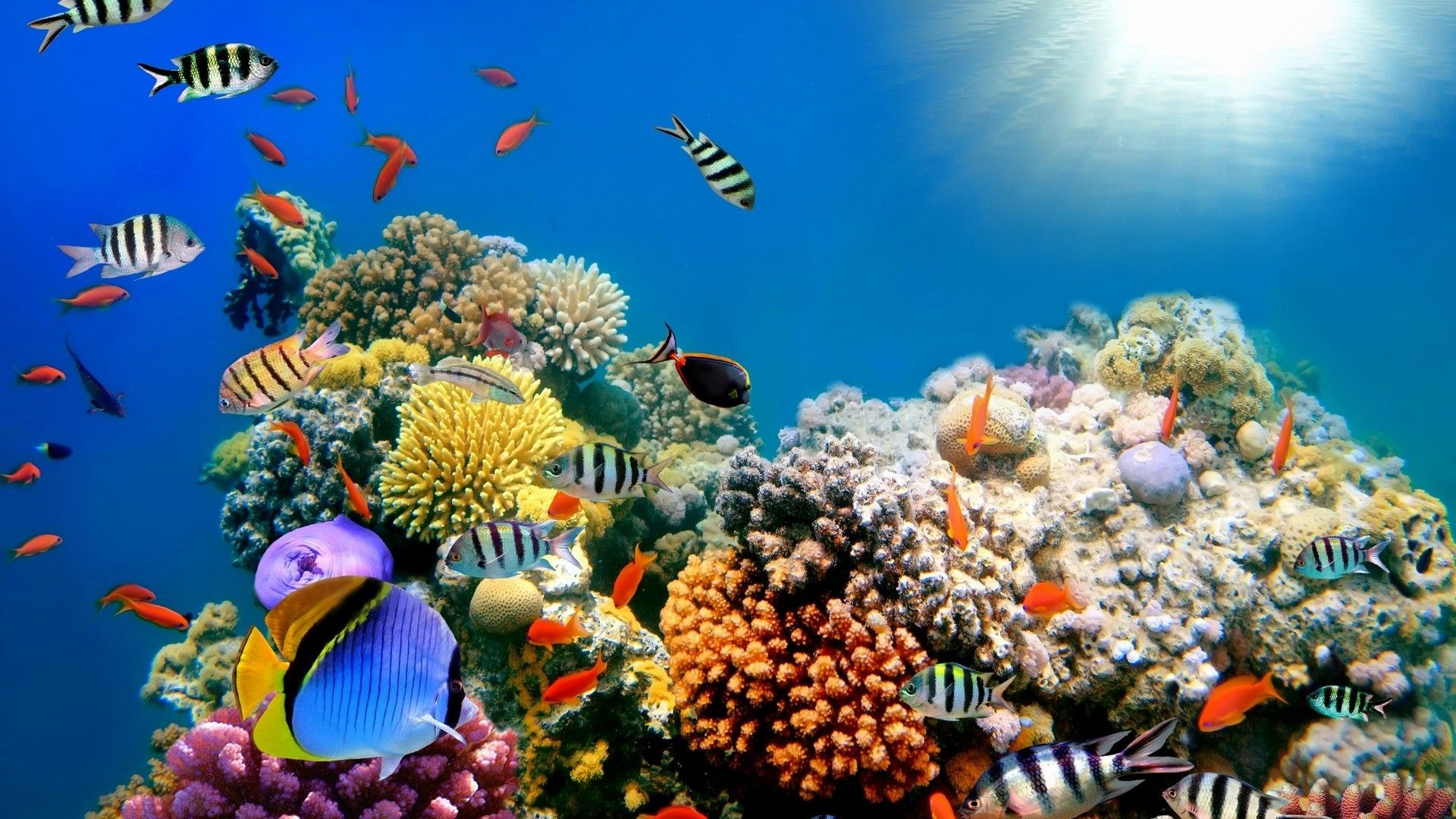 1920x1080 Sea Animals Wallpapers Top Free Sea Animals Backgrounds