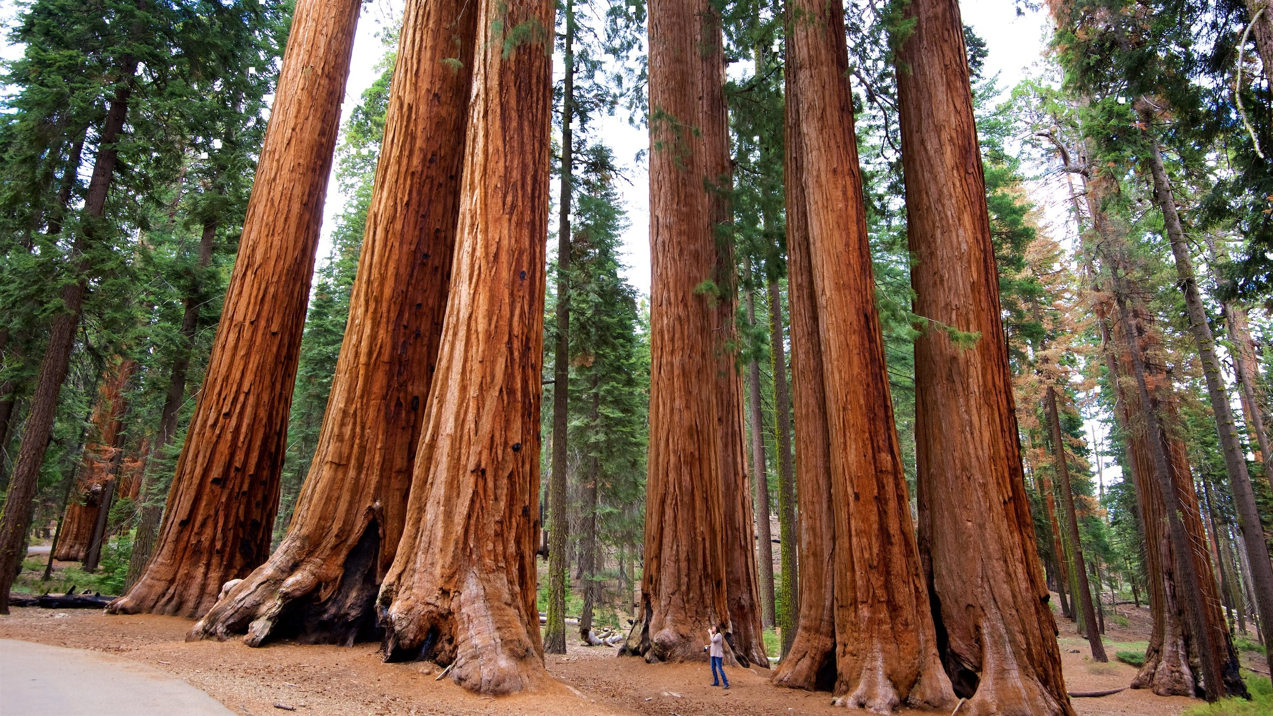 2560x1440 Sequoia National Park nature trees wallpaper | | 1405158 |