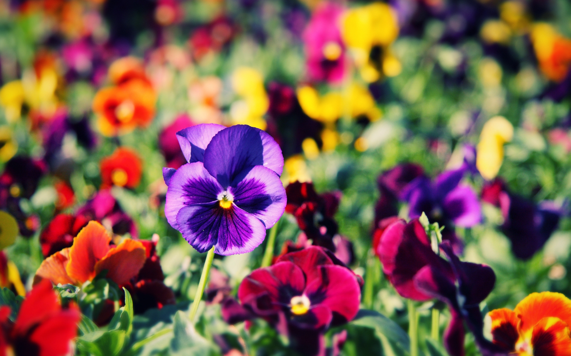 1920x1200 Wallpaper : pansies, flowers, bright, colorful, different, close up CoolWallpapers 1094757 HD Wallpapers