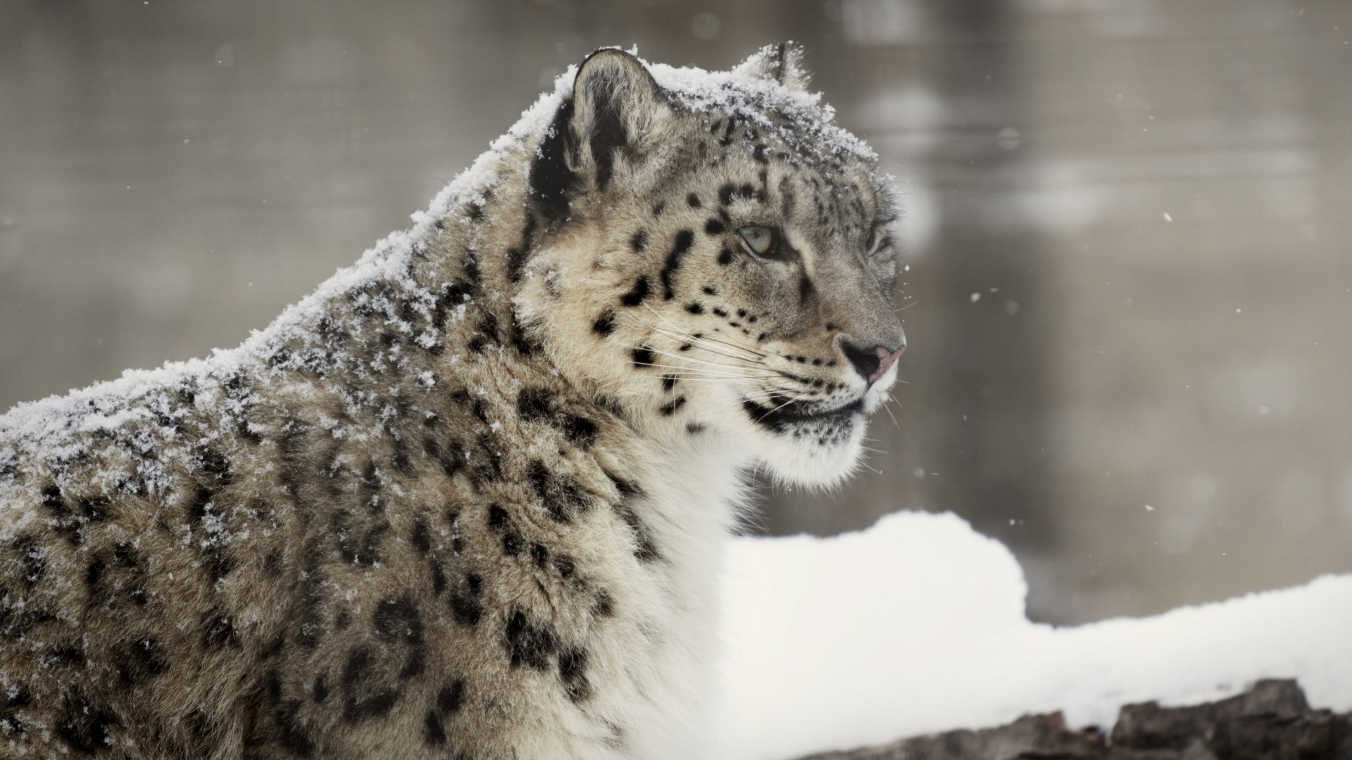 1920x1080 Free download Snow Leopard Wallpapers HD Pictures One HD Wallpaper Pictures [] for your Desktop, Mobile \u0026 Tablet | Explore 59+ Snow Leopard Hd Wallpaper | White Leopard Wallpaper, Os X Snow