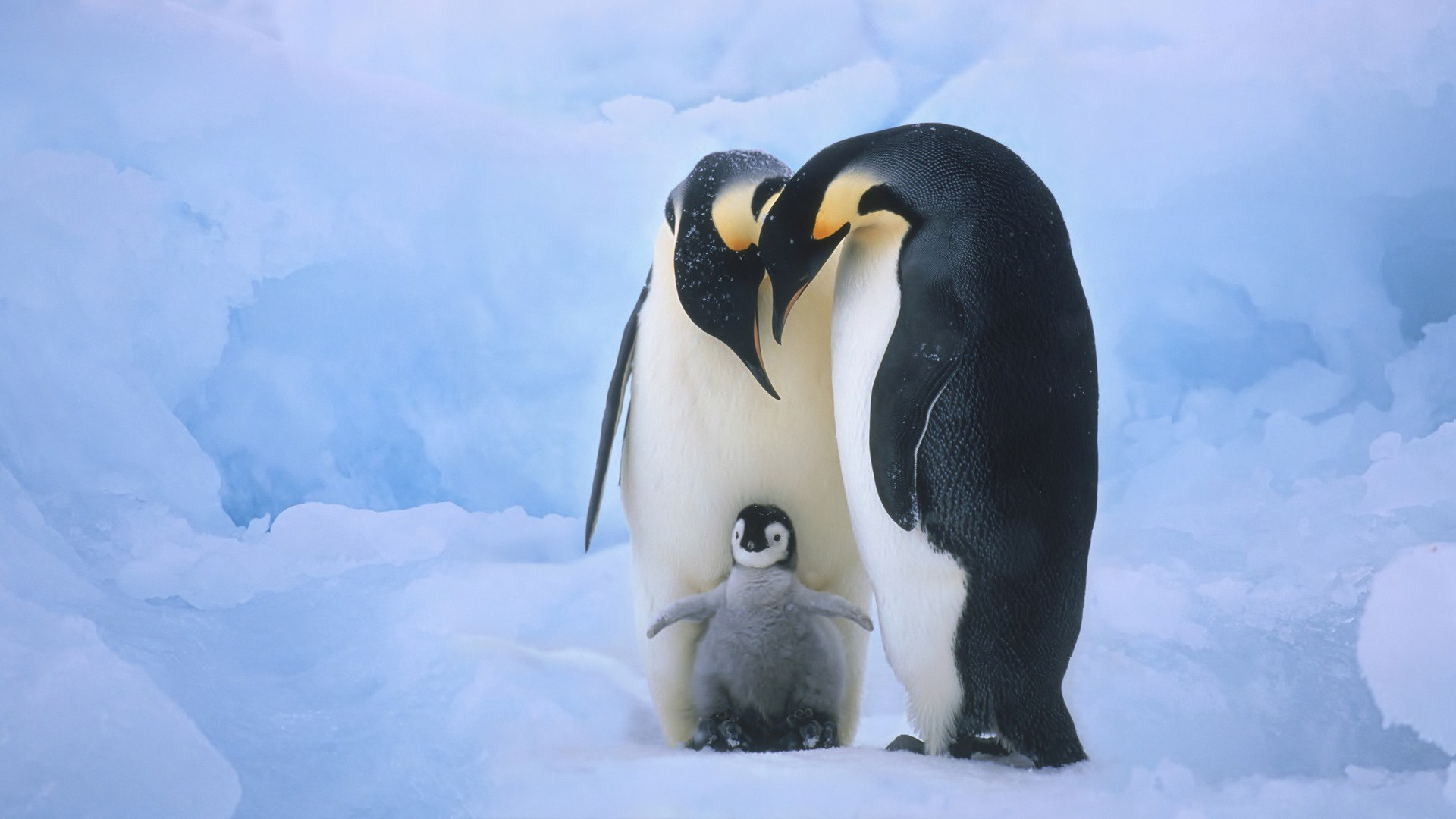 1920x1080 270+ Penguin HD Wallpapers and Backgrounds