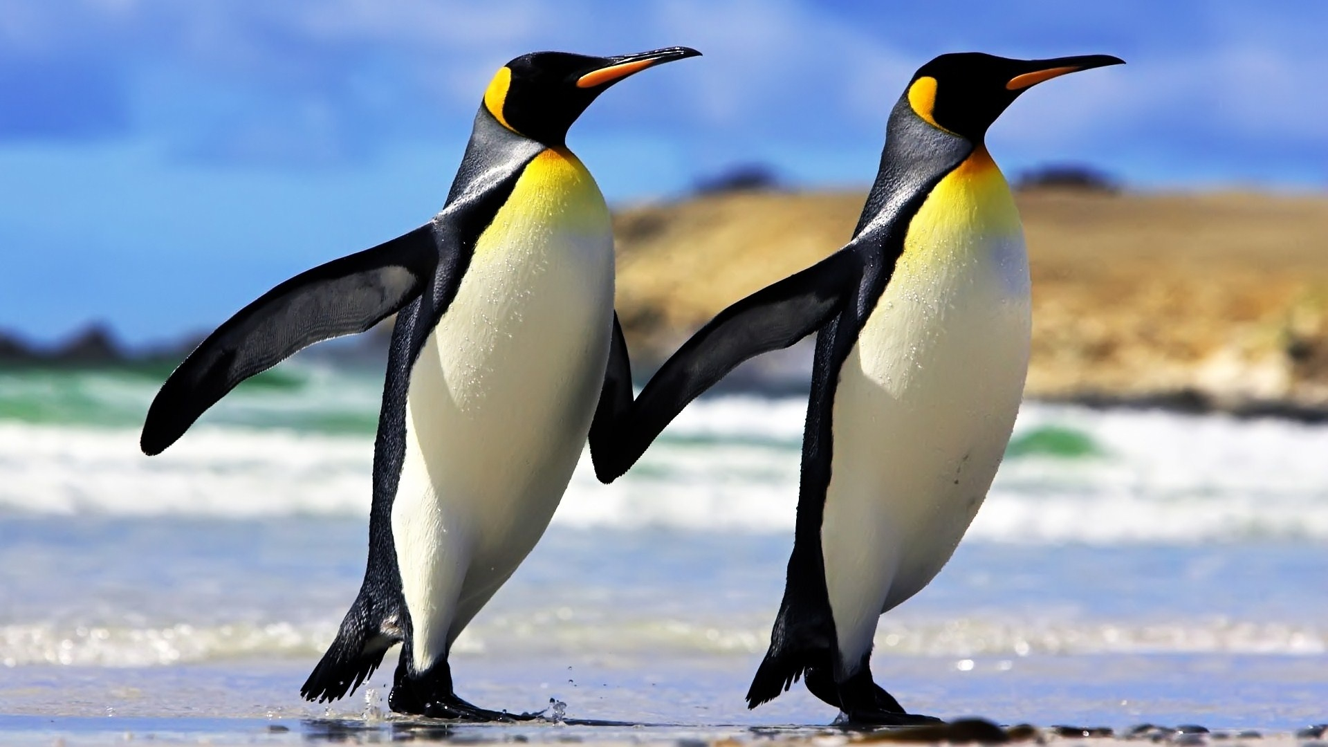 1920x1080 penguin Wallpapers HD / Desktop and Mobile Backgrounds