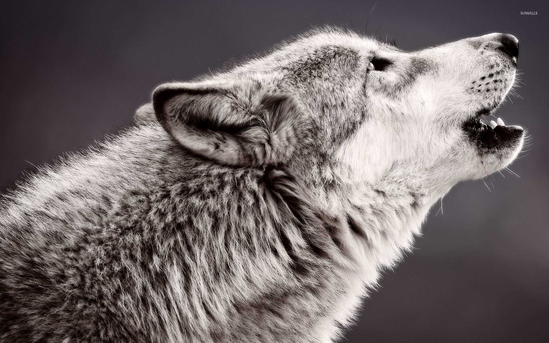1920x1200 Free download Wolf howling wallpaper Animal wallpapers 46774 [] for your Desktop, Mobile \u0026 Tablet | Explore 32+ Wolves Howling Wallpapers | Wolves Howling Wallpapers, Wolves Howling Wallpaper, Howling Wolf Wallpaper