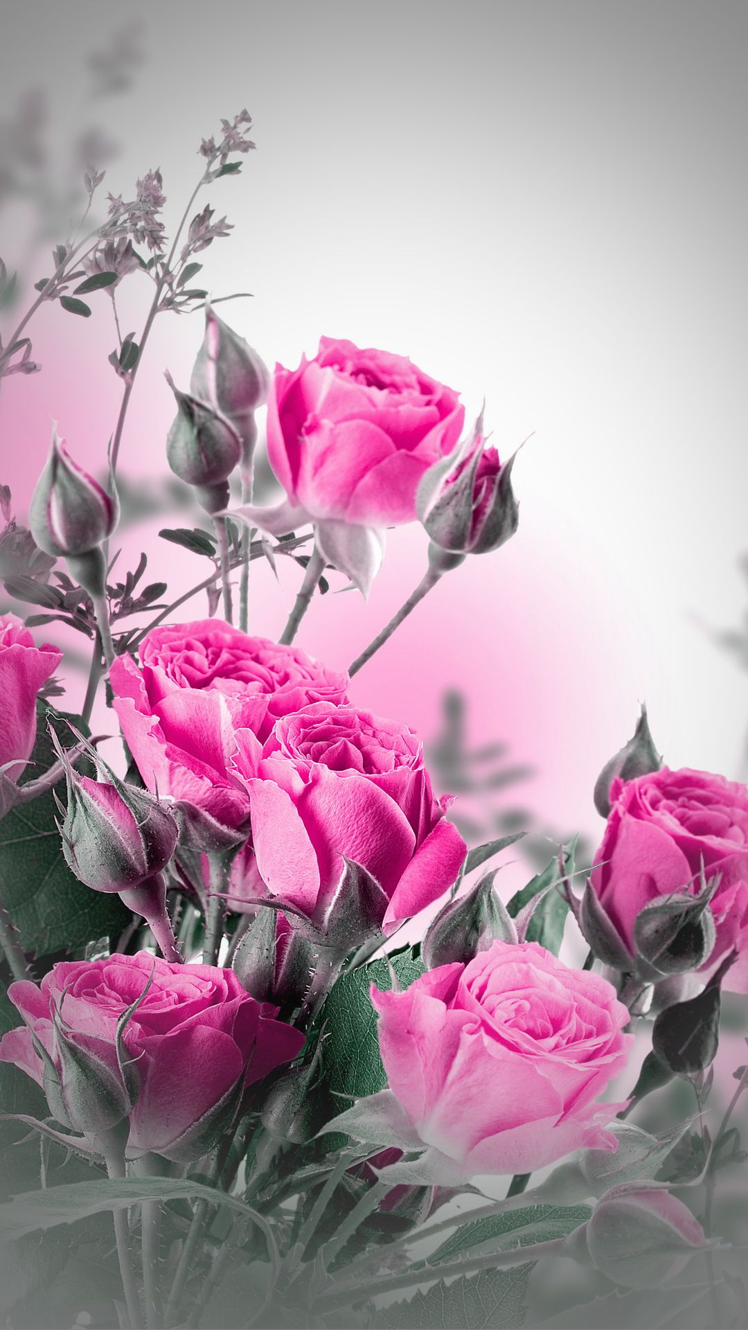1080x1920 Pink Roses mobile wallpaper | Rose wallpaper, Flower phone wallpaper, Beautiful rose flowers