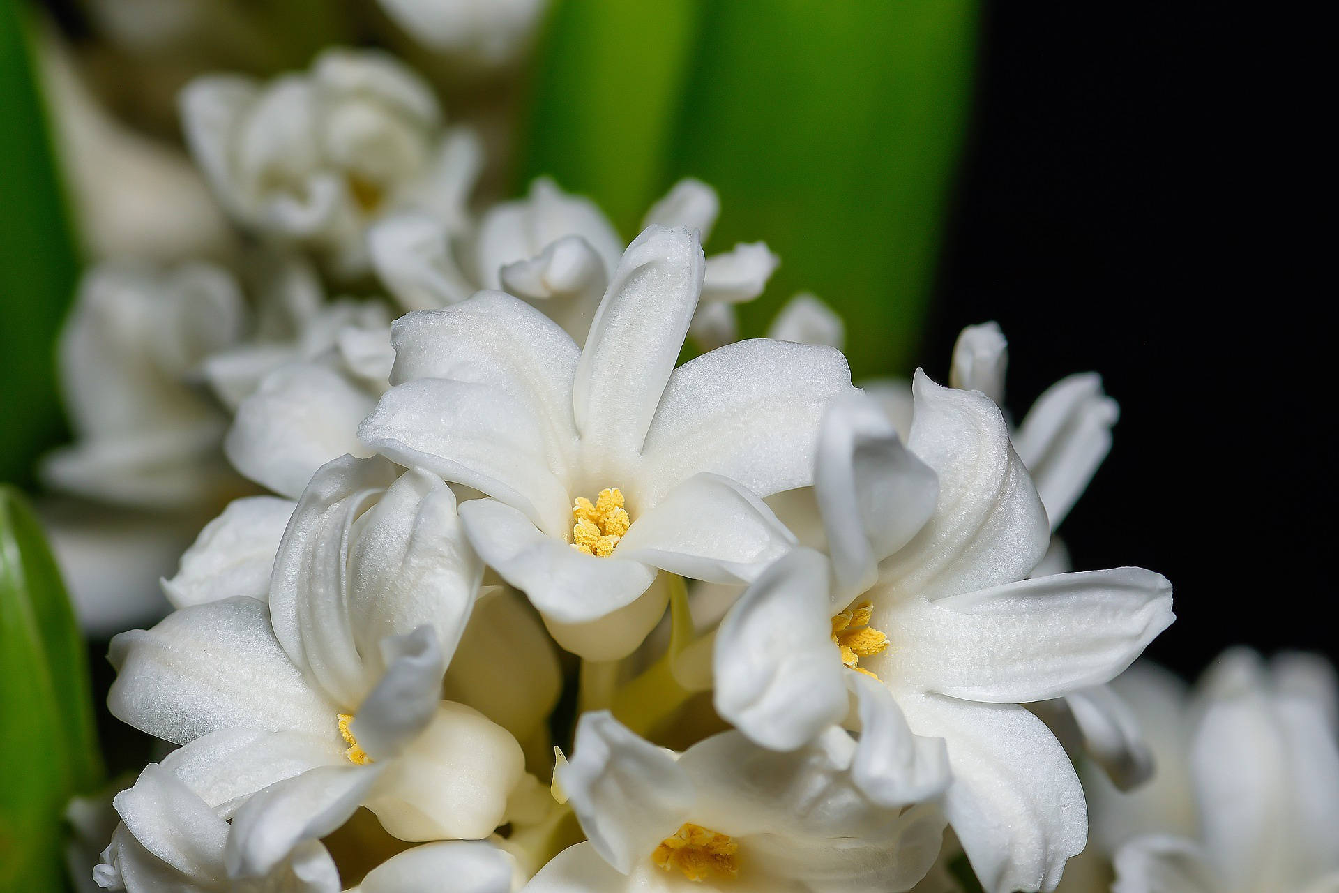 1920x1280 Download Pure White Hyacinth Flowers Wallpaper