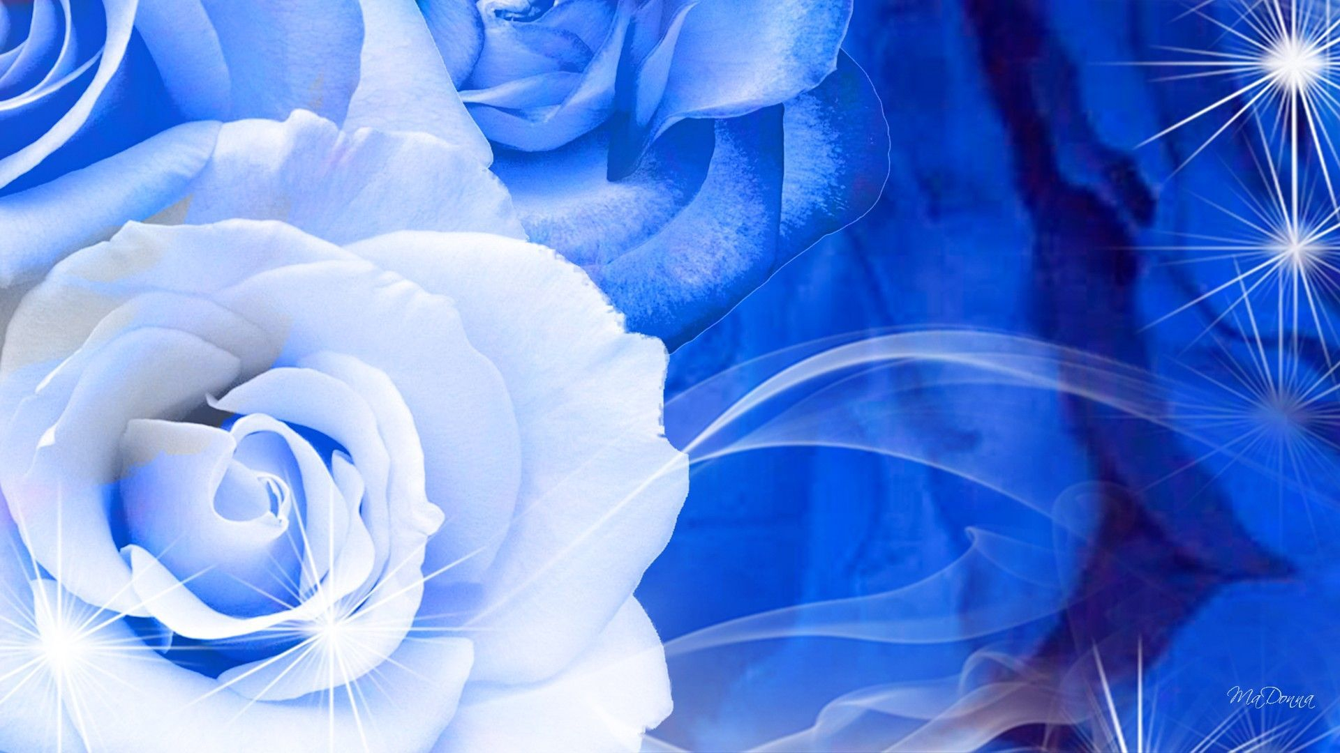 1920x1080 Blue and White Rose Wallpapers