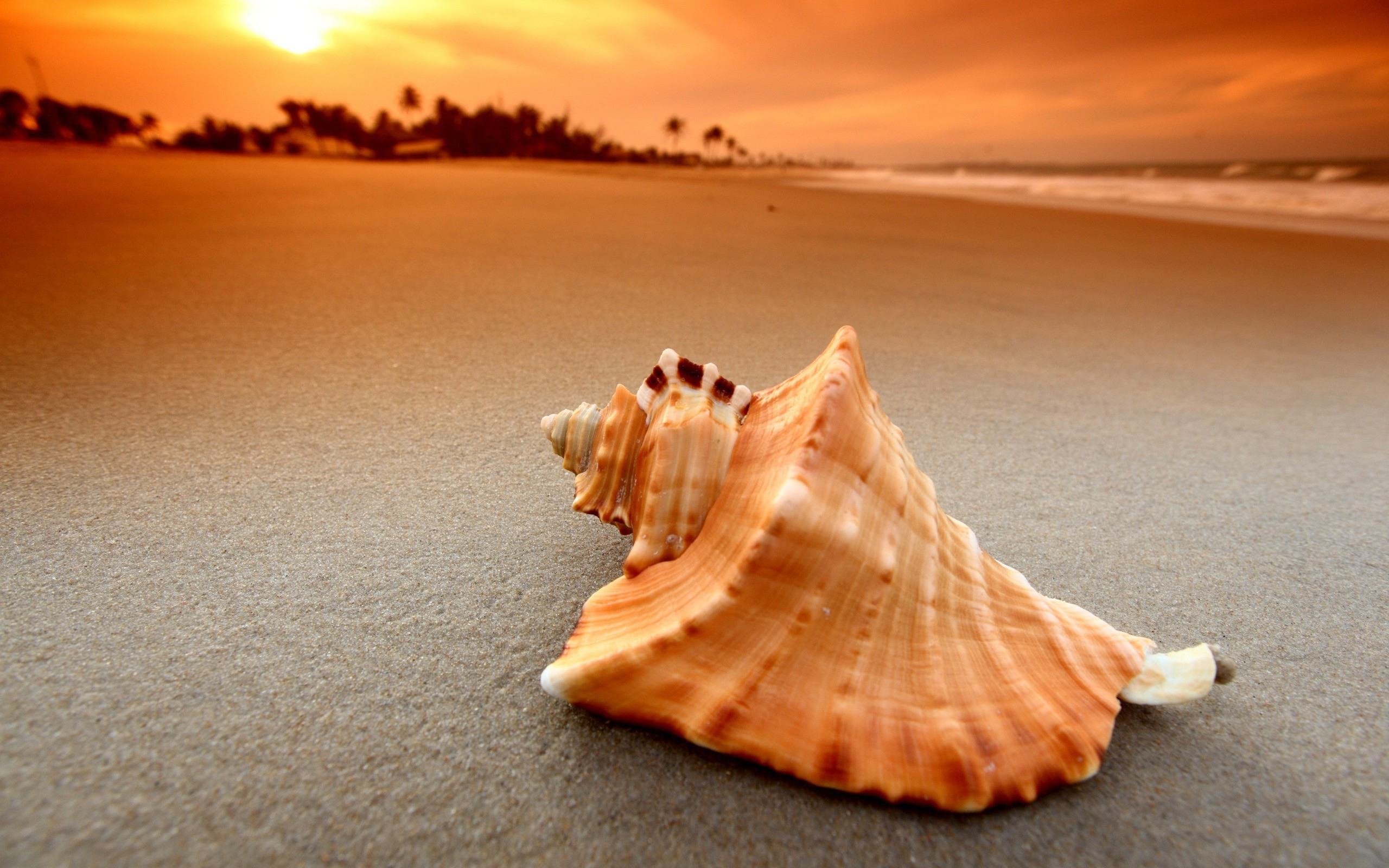 2560x1600 beach, Sand, Sunset, Sea, Waves, Nature, Seashells Wallpapers HD / Desktop and Mobile Backgrounds