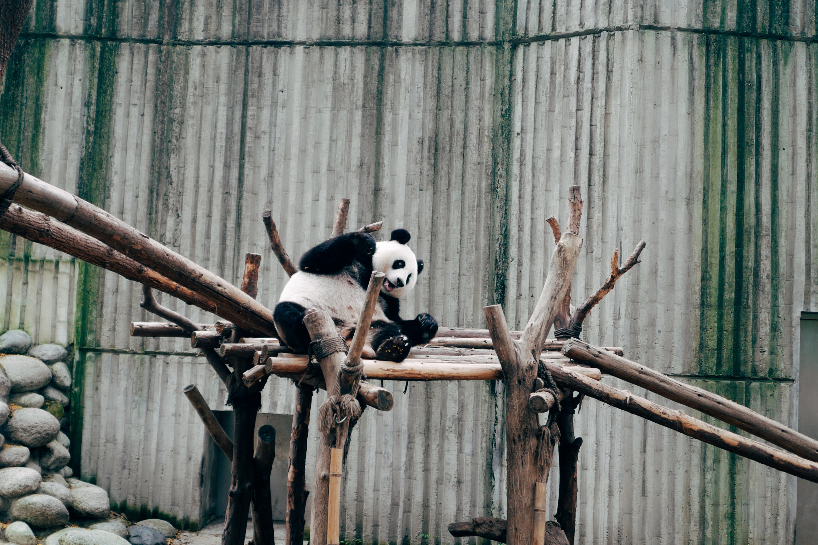 2699x1799 Panda Bear Photos, Download Free Panda Bear Stock Photos \u0026 HD Images