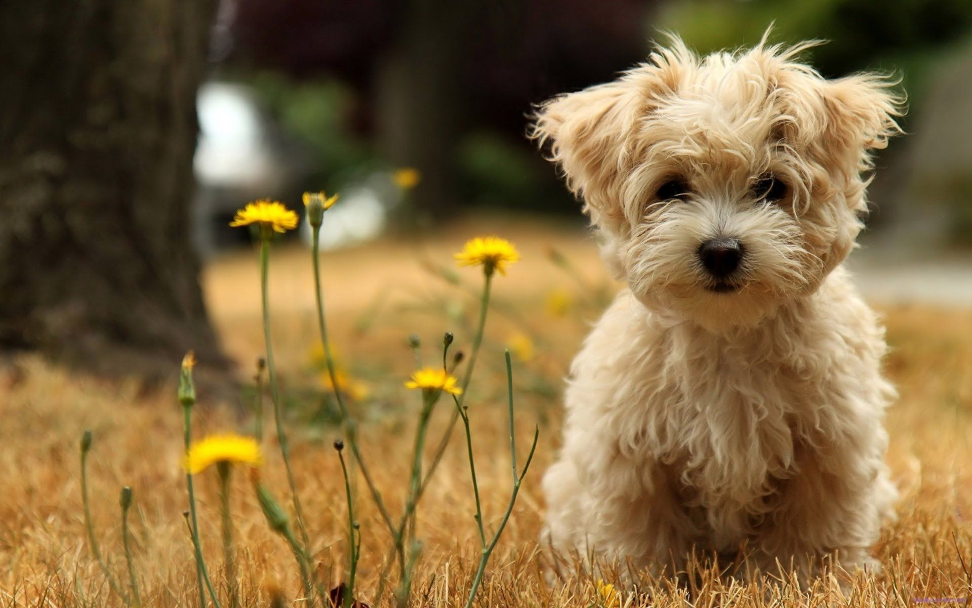 1920x1200 Cute Spring Dogs Wallpapers