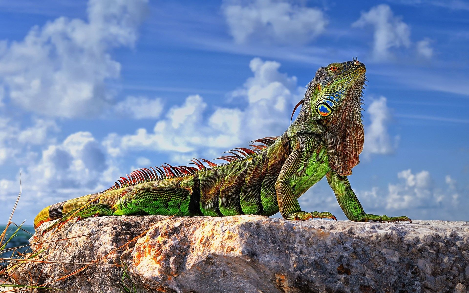 1920x1200 Reptile Wallpapers Top Free Reptile Backgrounds