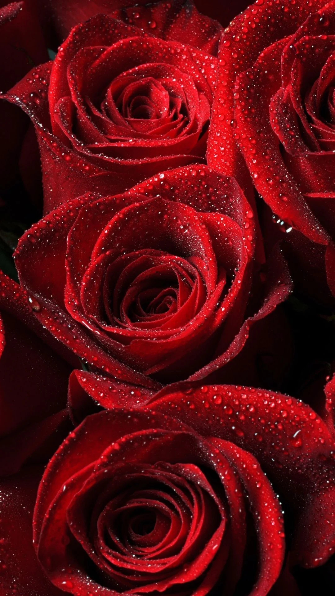 1080x1920 Beautiful Roses Wallpapers Top Free Beautiful Roses Backgrounds