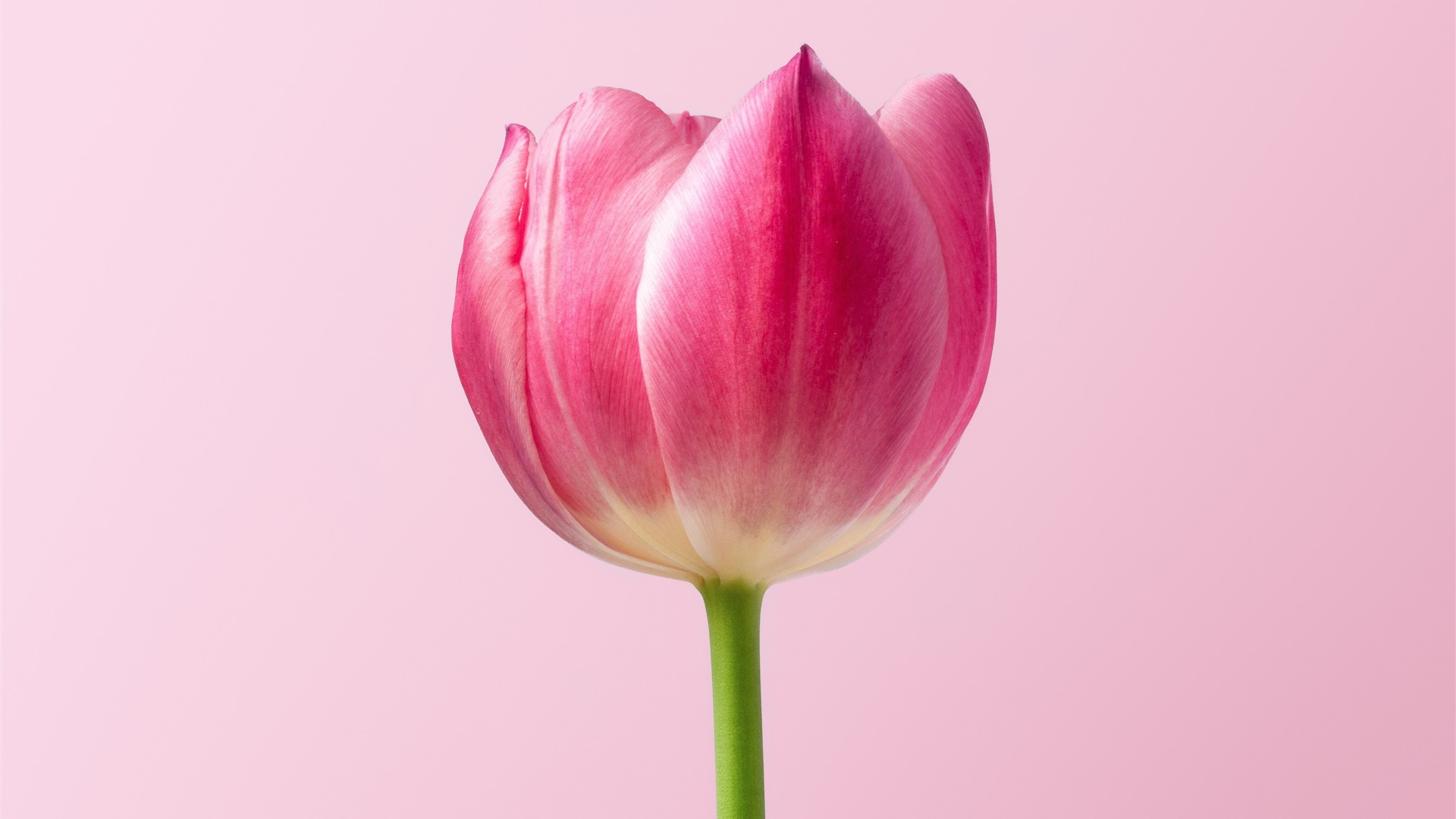 1920x1080 Spring Flower Single Pink Tulip KDE Store