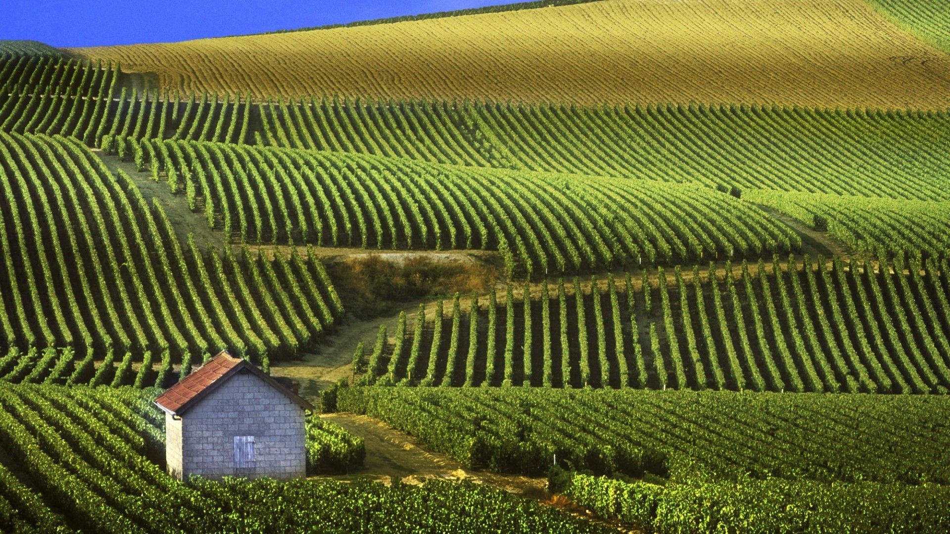 1920x1080 Vineyard. Vine Terraces | Cool places to visit, Champagne france, Champagne regi