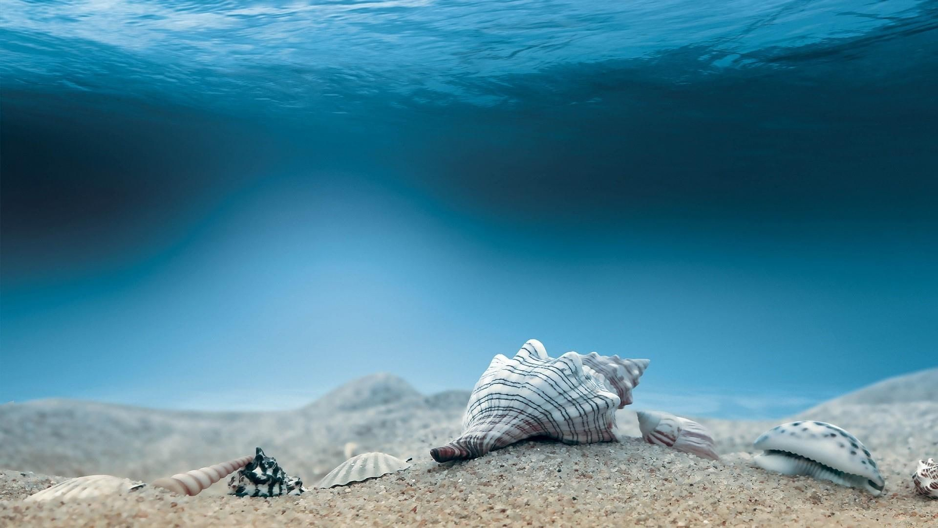 1920x1080 water #underwater #shells #seashells #shell #sea #sand #nature #1080P # wallpaper #hdwallpaper #desktop | Sea shells, Underwater sea, Ocean photography