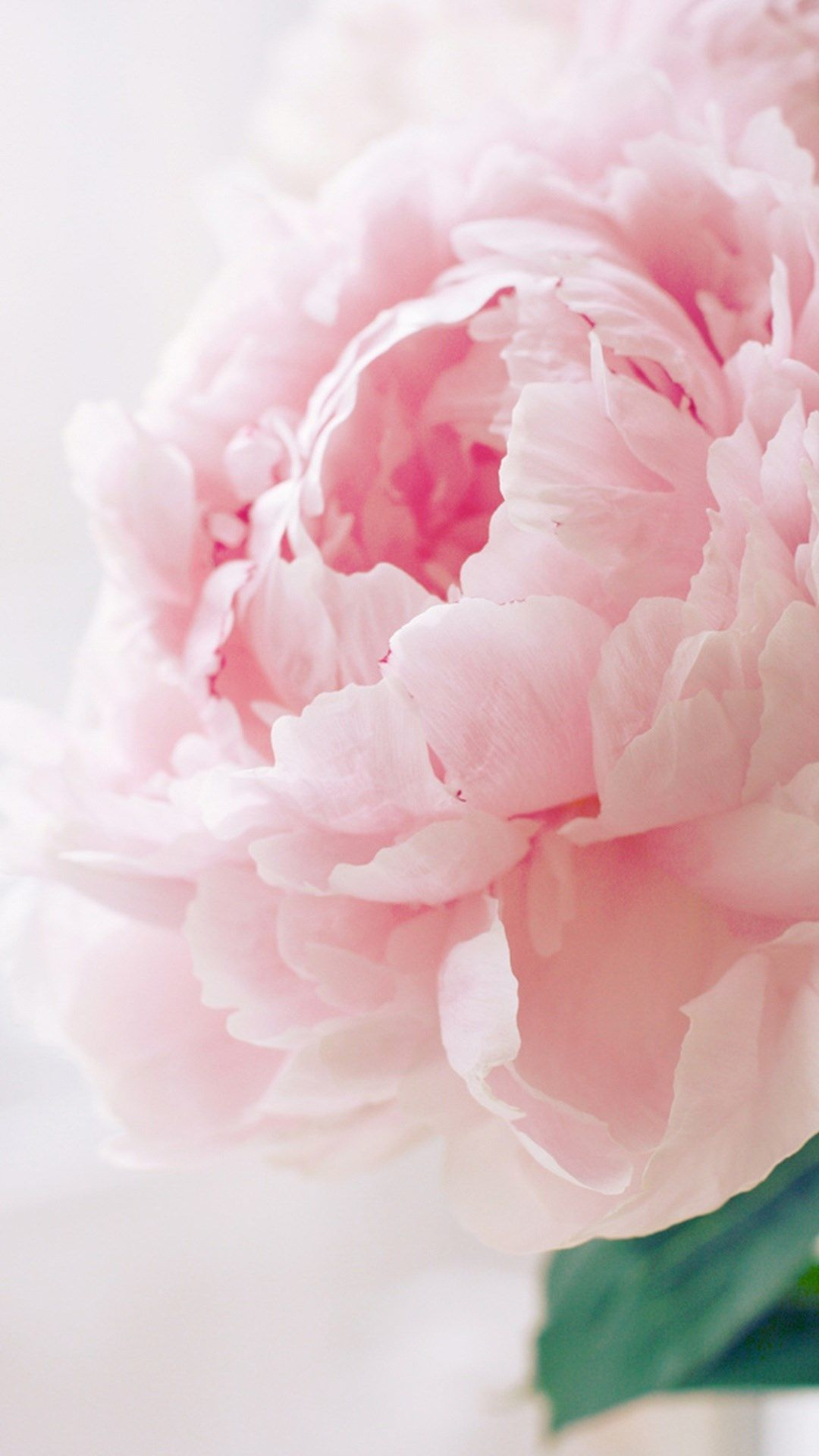 1080x1920 Nature Spring Bloomy Peony Macro #iPhone #6 #plus #wallpaper | Beautiful flowers, Pretty flowers, Pink peonies