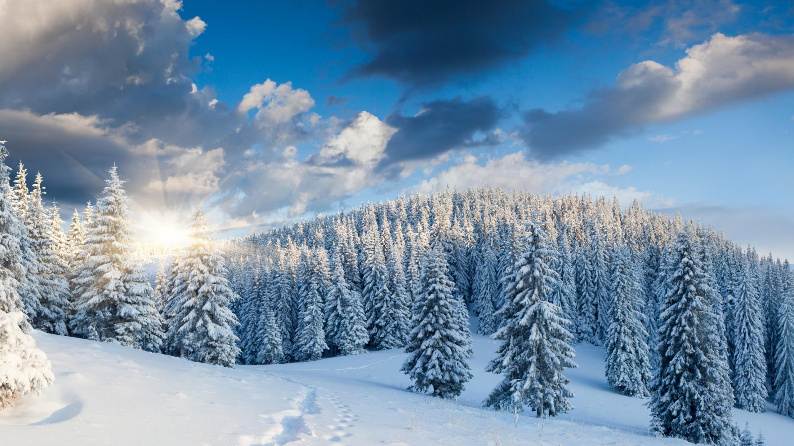 2560x1440 Winter Forest Wallpapers