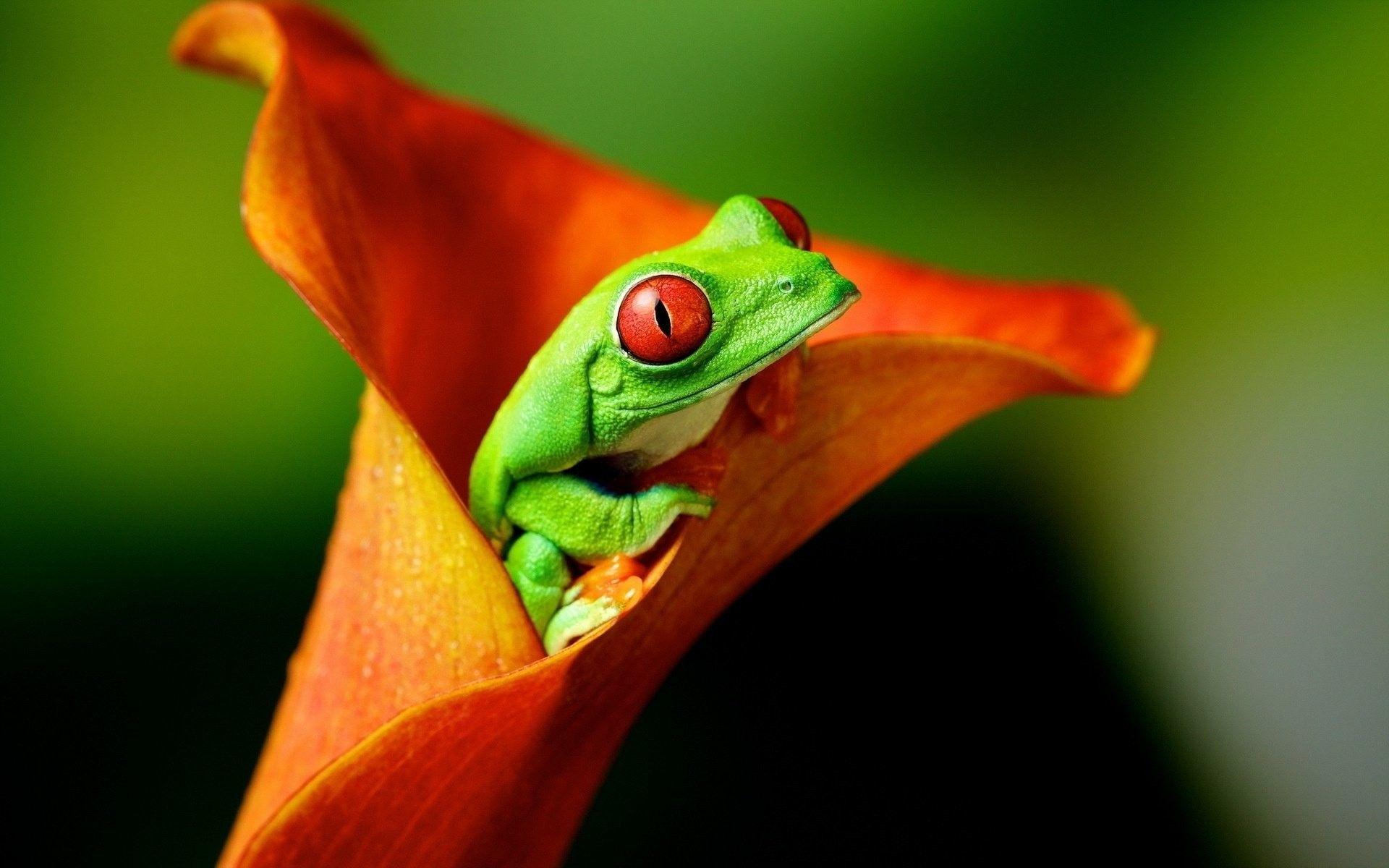 1920x1200 High Def Tree Frog Backgrounds