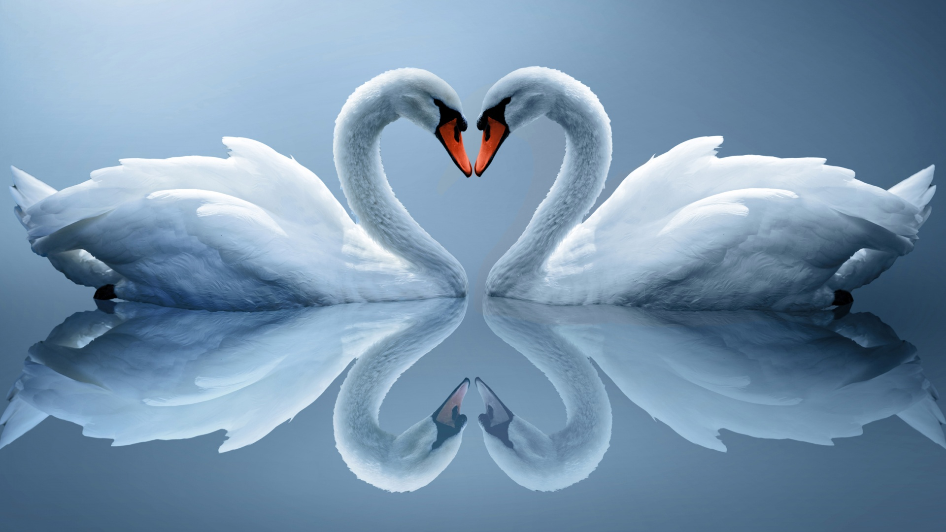 1920x1080 two swans facing each other Clip Art Library