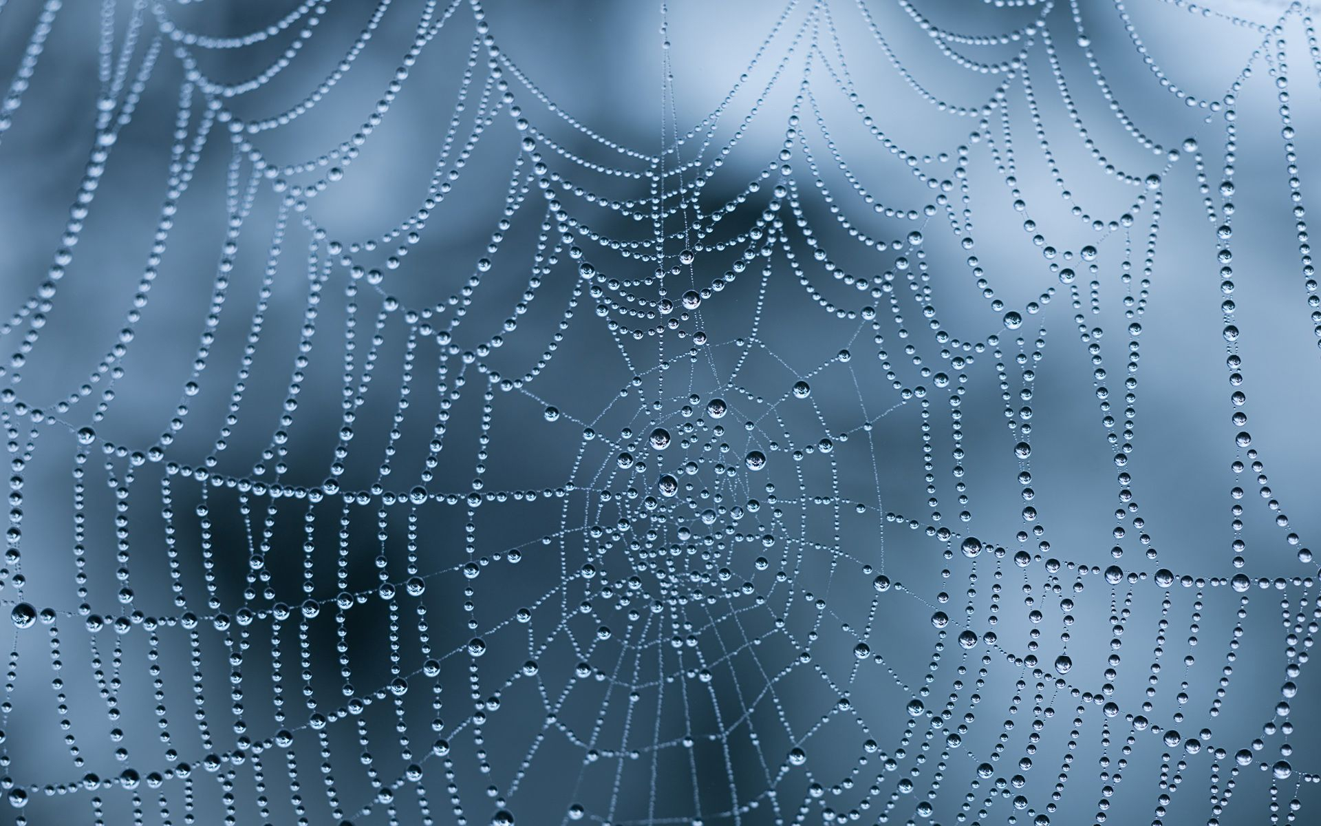 1920x1200 Spider Web Wallpapers Top Free Spider Web Backgrounds