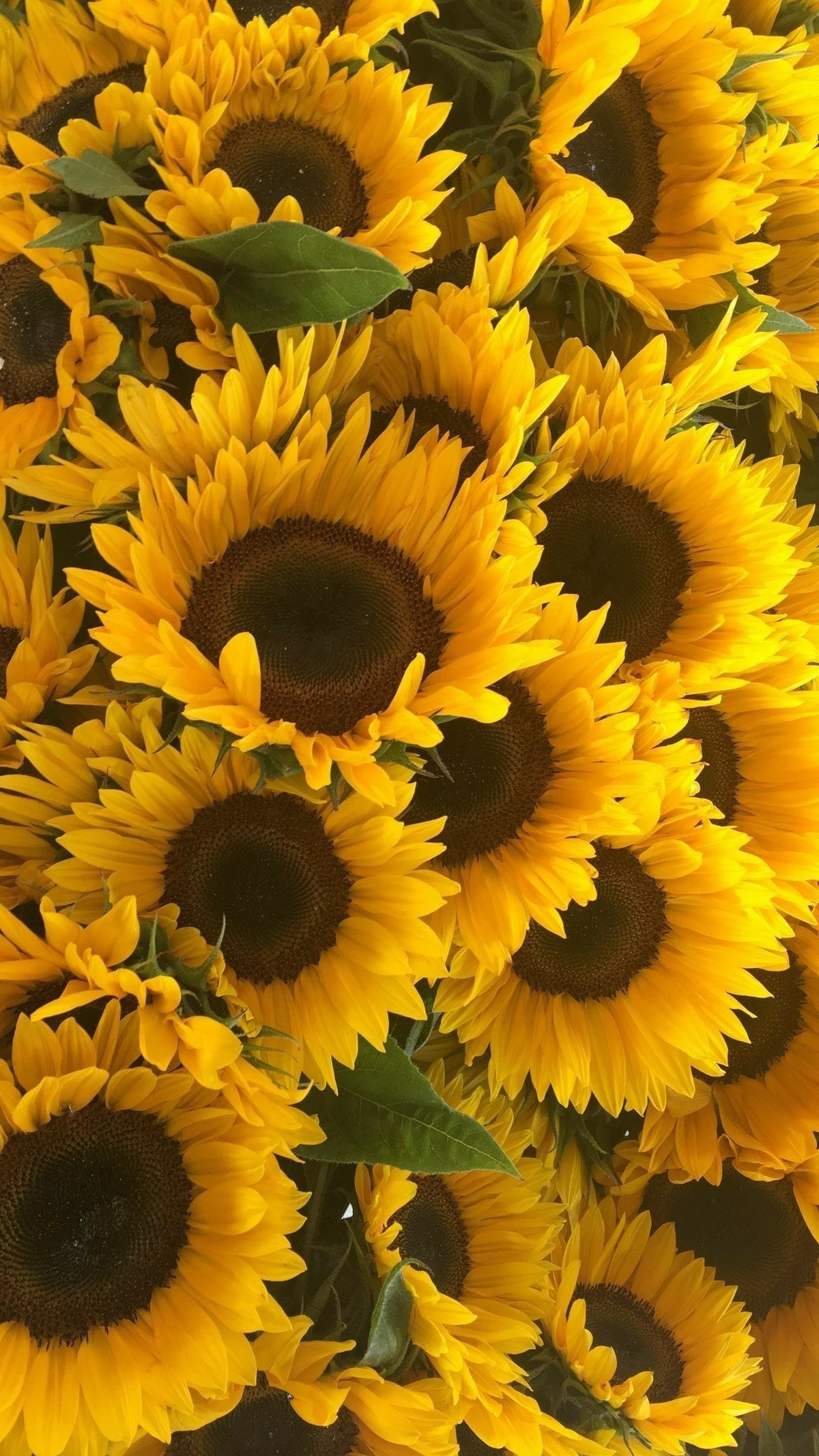 1200x2133 Sunflowers Wallpaper