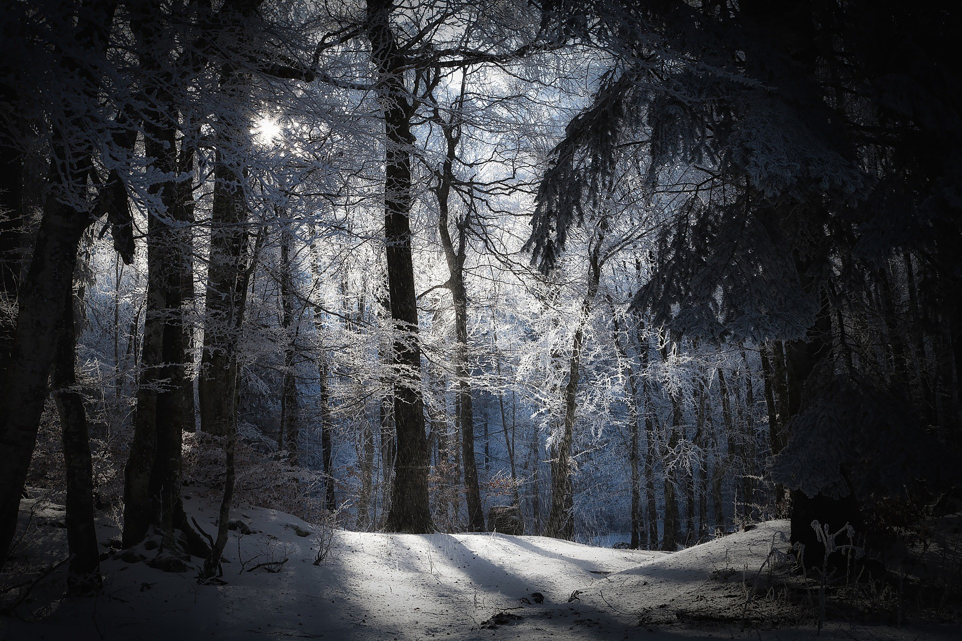 1920x1280 Winter in the dark forest. Download wallpaper of amazing landscapes for a smartphone. Winter, forest, trees
