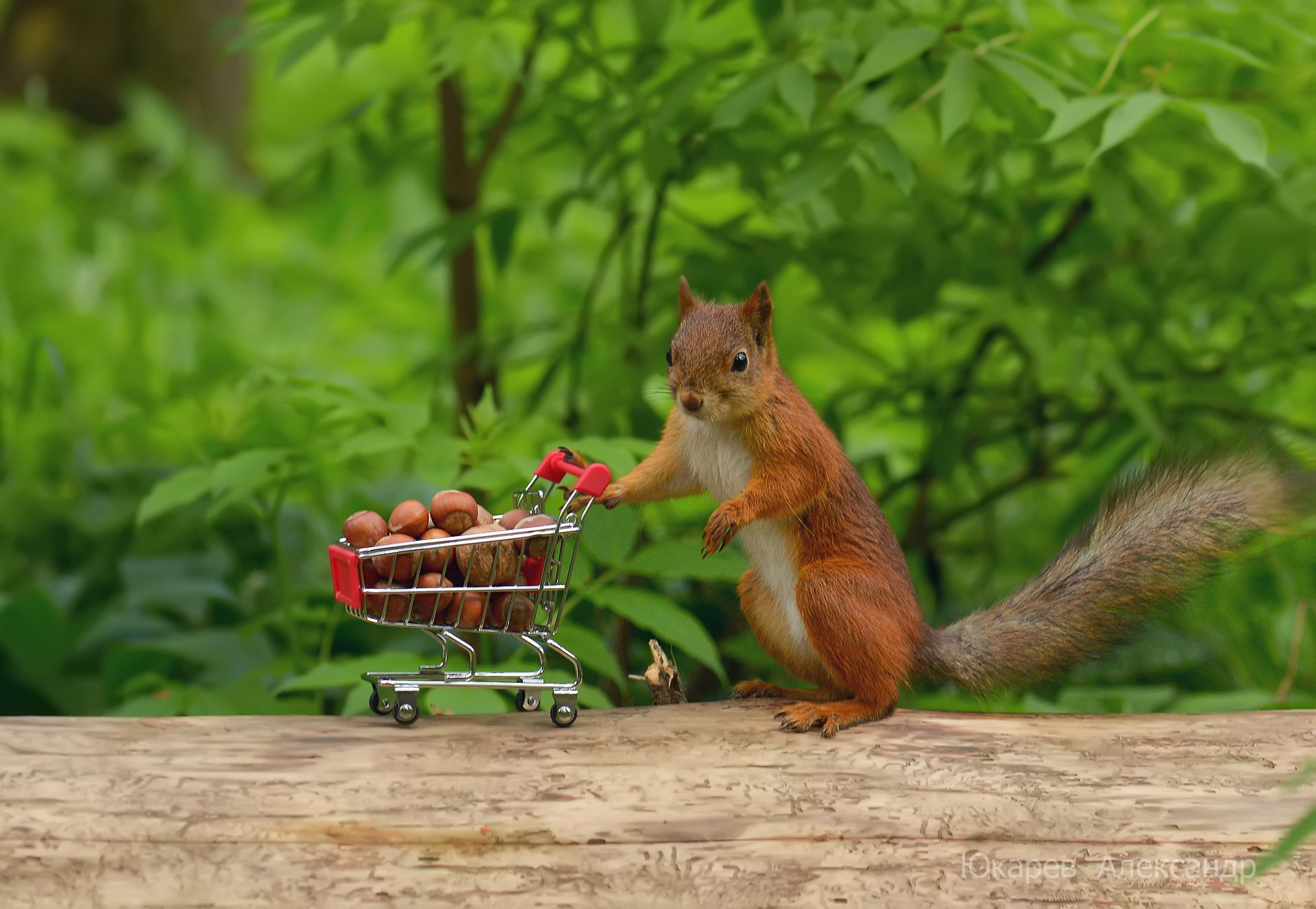 1920x1326 squirrel, Humor, Funny Wallpapers HD / Desktop and Mobile Backgrounds