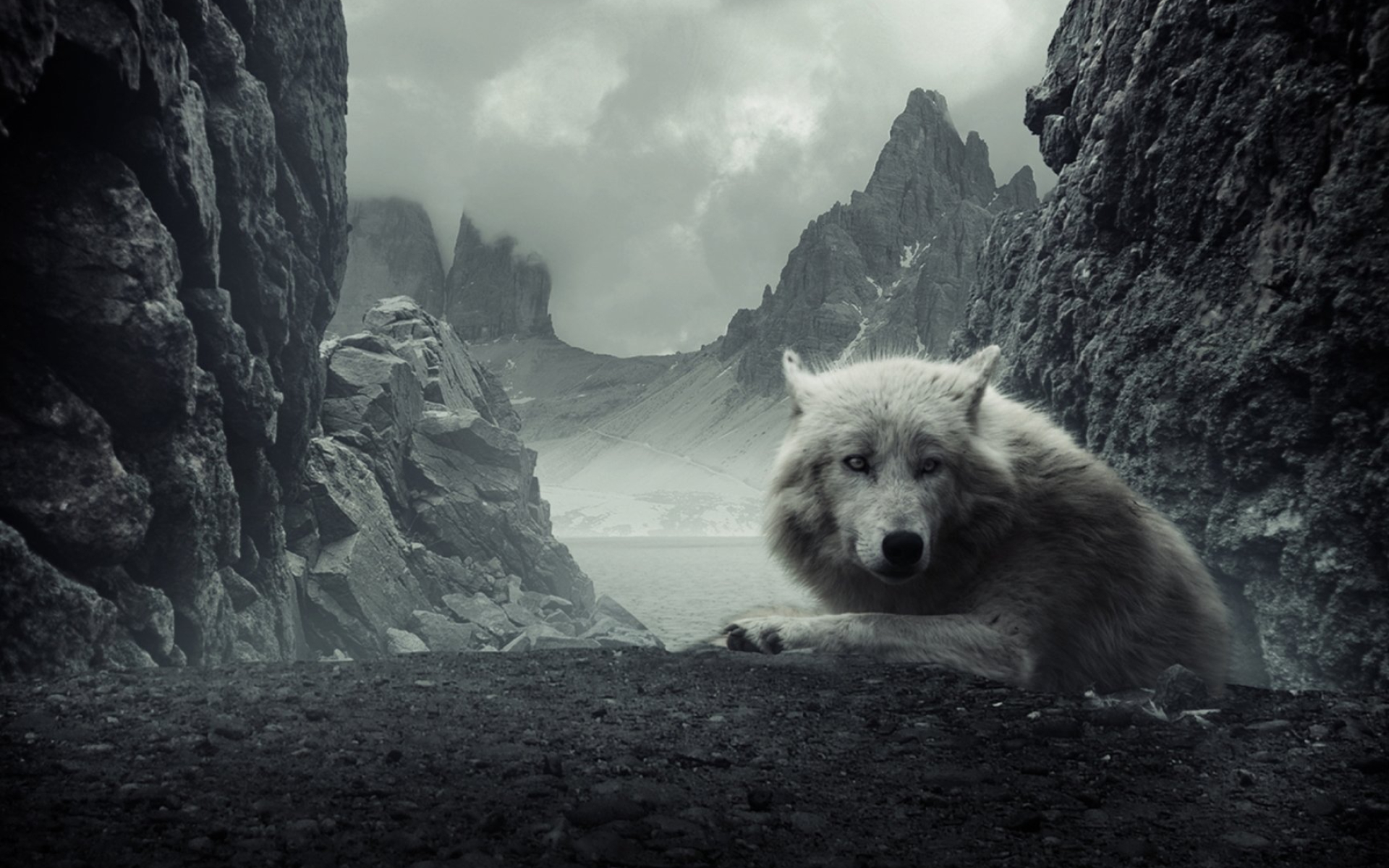 1920x1200 50+ White Wolf HD Wallpapers and Backgrounds