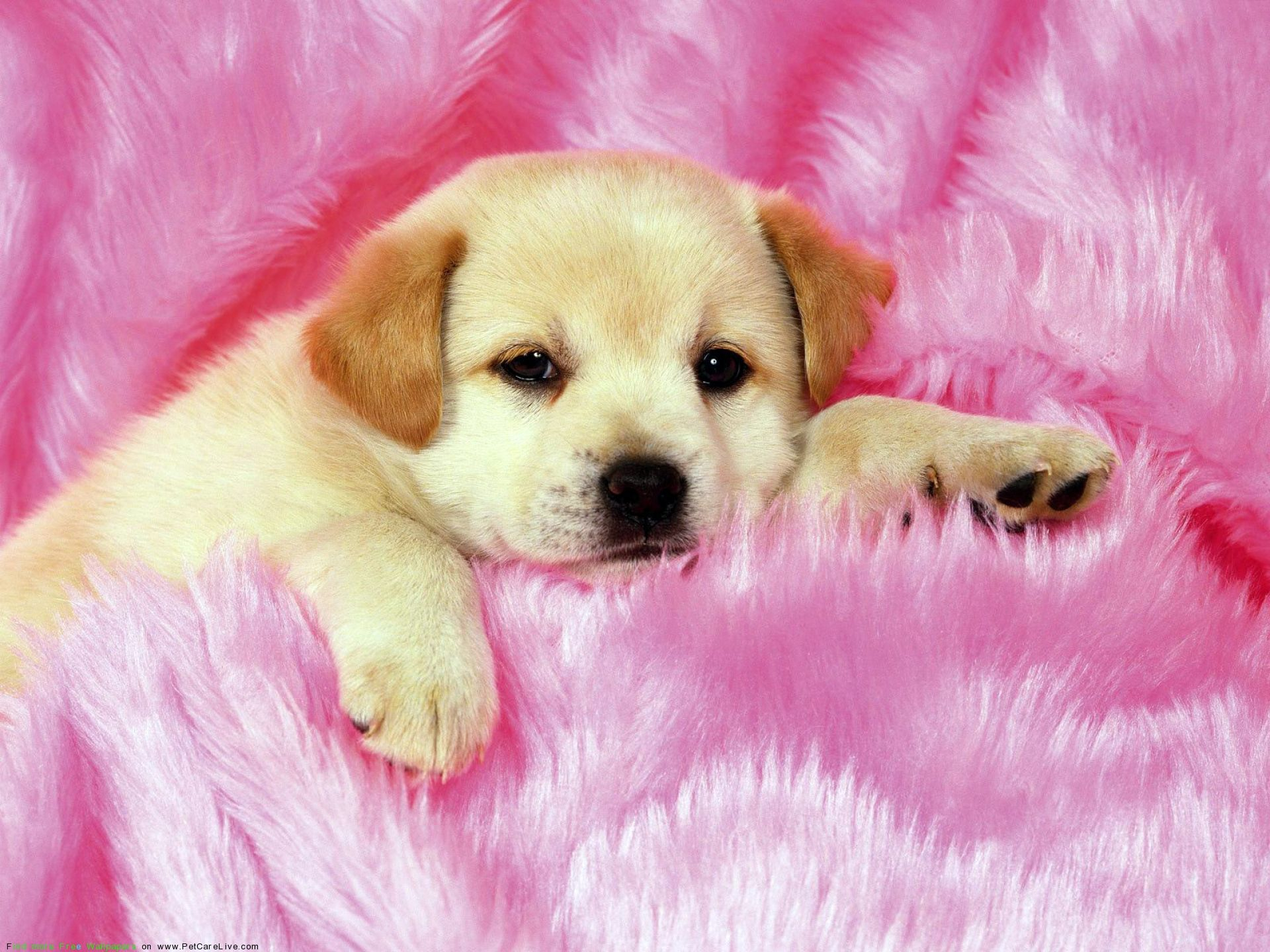 1920x1440 Puppies Wallpapers
