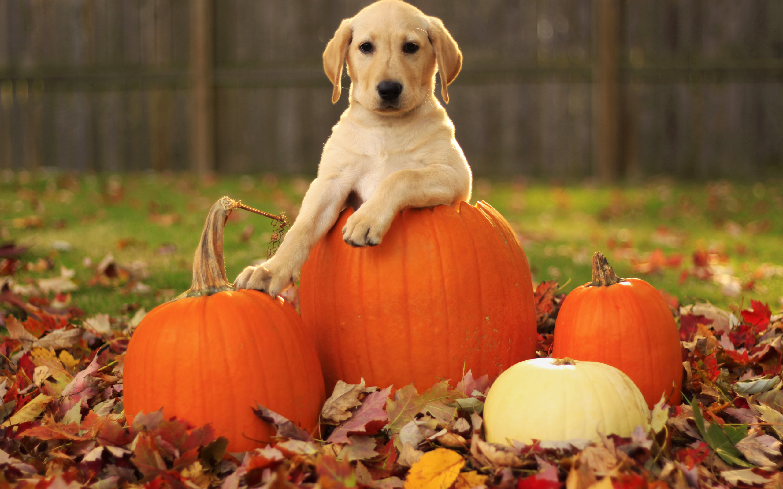 2560x1600 fall-pumpkin-wallpaper-27122-hd-wallpapers Professional Pet Care Services in Archer, Gainesville, Fl