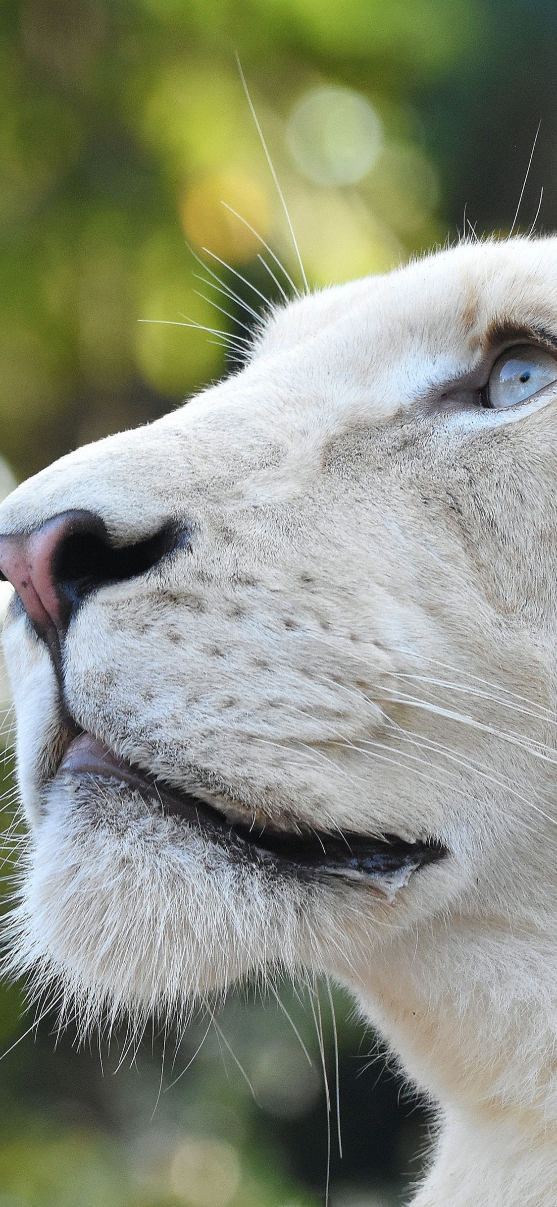 1125x2436 White Lion Head 4k Iphone XS,Iphone 10,Iphone X HD 4k Wallpapers, Images, Backgrounds, Photos and Pictures