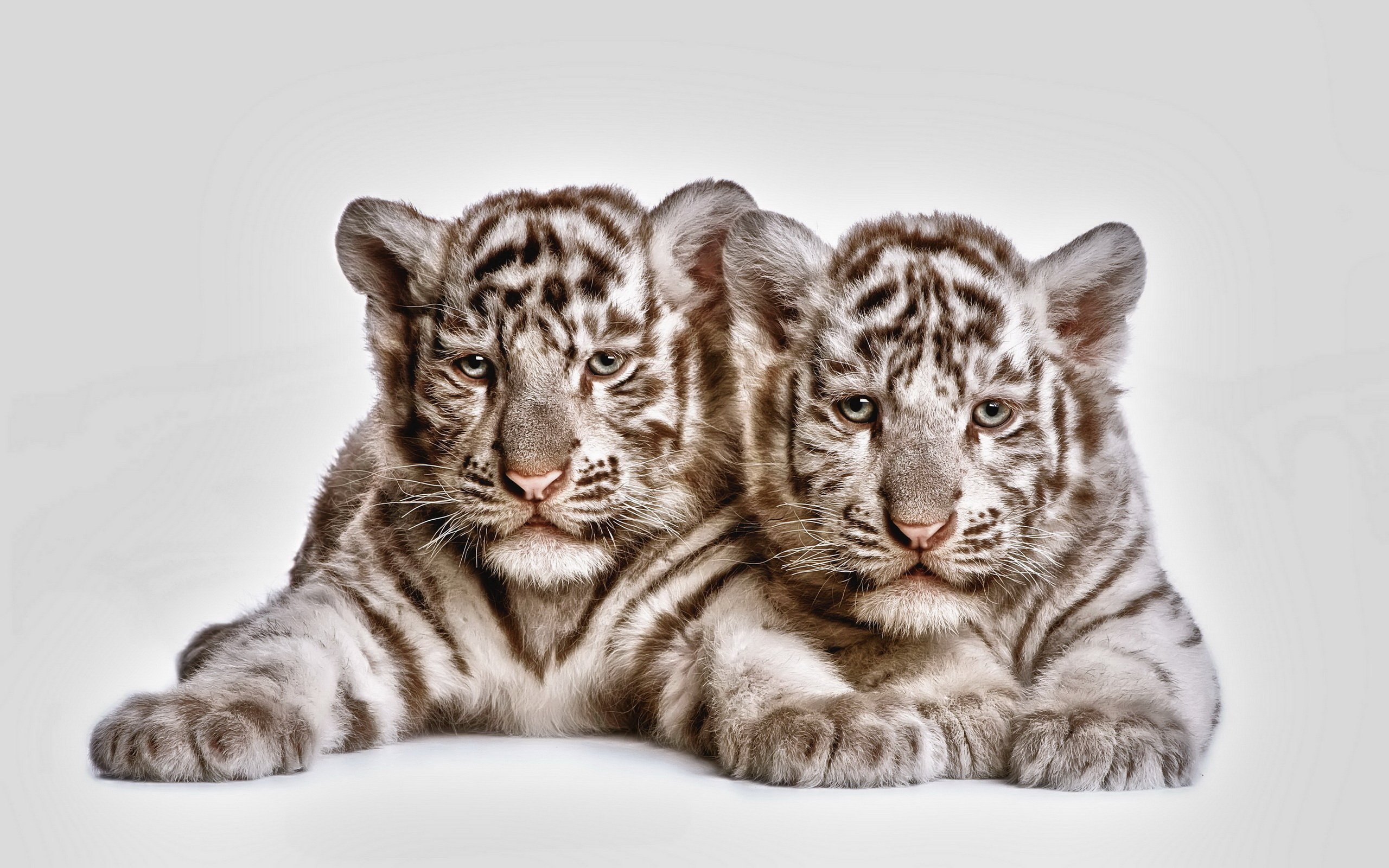 2560x1600 Tow cute white tiger cubs