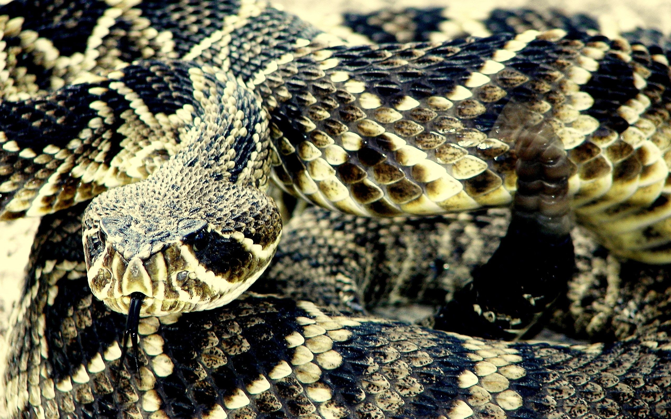 2560x1600 wallpaper images eastern diamondback rattlesnake | Rattlesnake, Diamondbacks, Easter