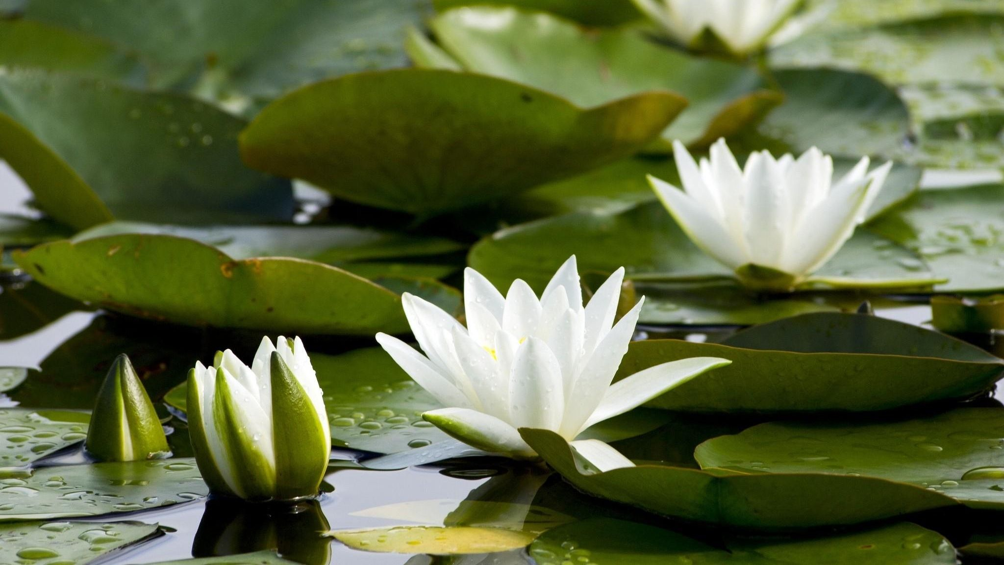 2048x1152 Download Wallpaper Water lilies, White, Pond, Leaves, Water HD HD Background | Water lilies, Water plants, Water lily pond