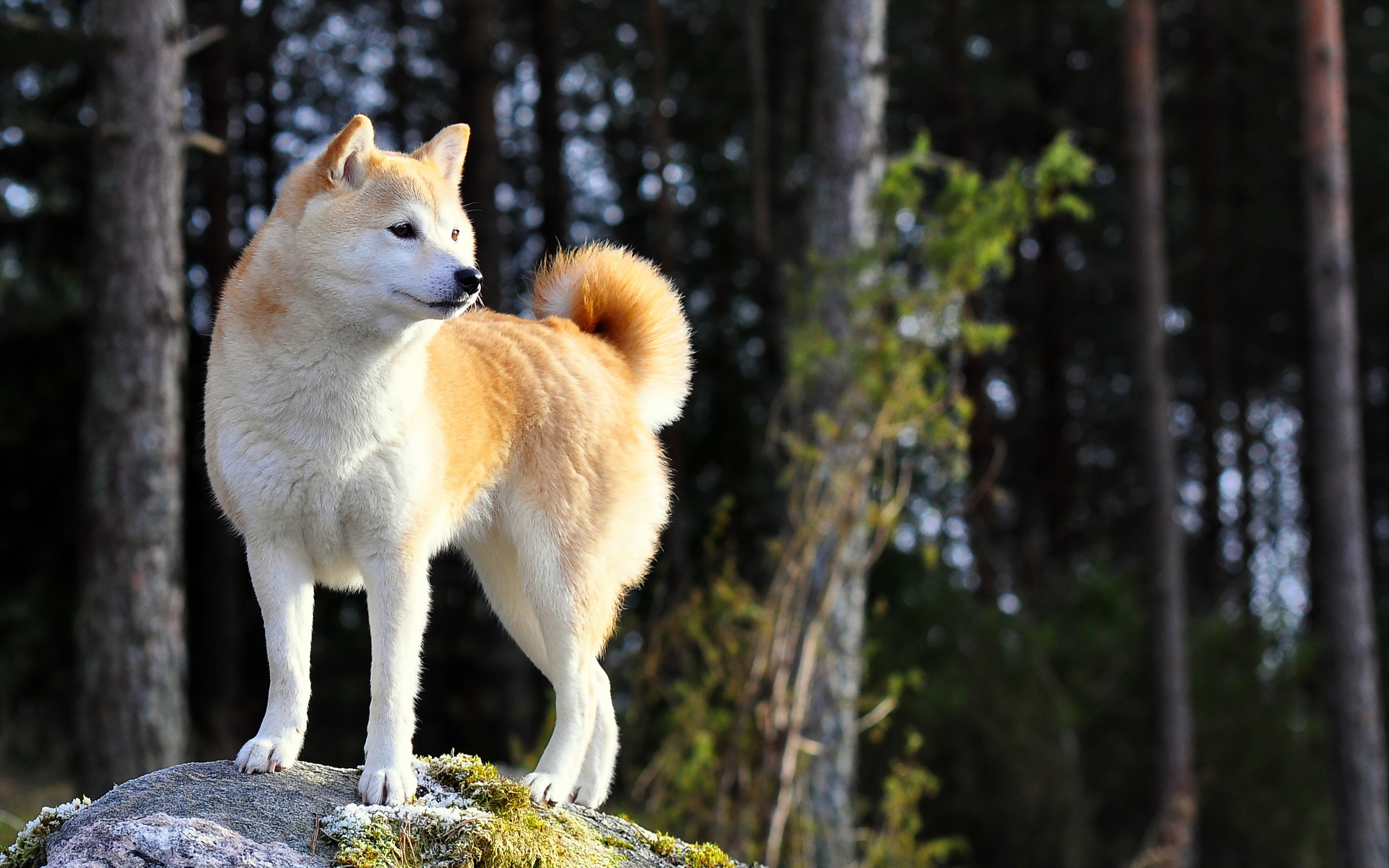 2560x1600 90+ Shiba Inu HD Wallpapers and Backgrounds