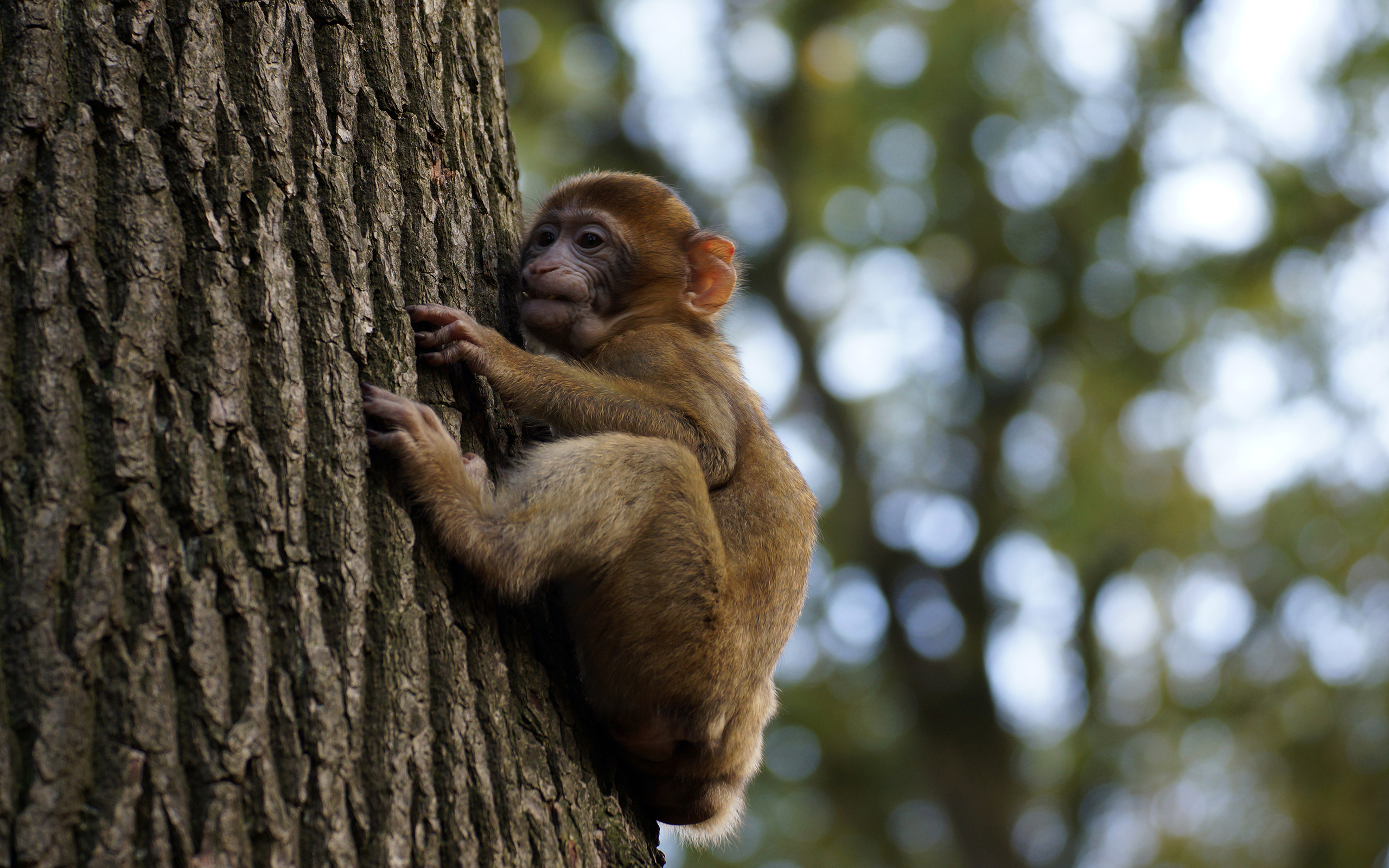 2560x1600 tree, Monkey, Baby Wallpapers HD / Desktop and Mobile Backgrounds
