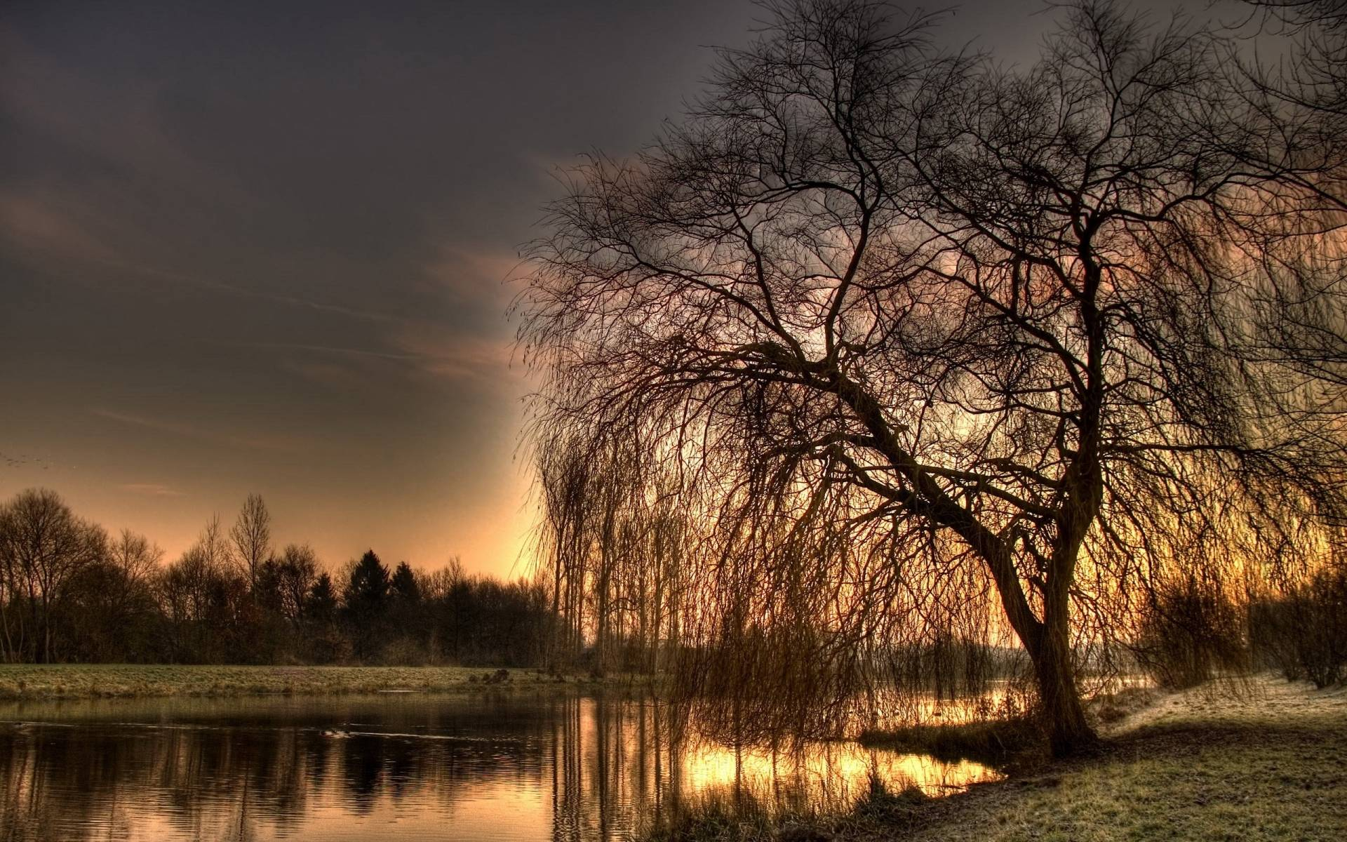 1920x1200 Weeping Willow Wallpapers