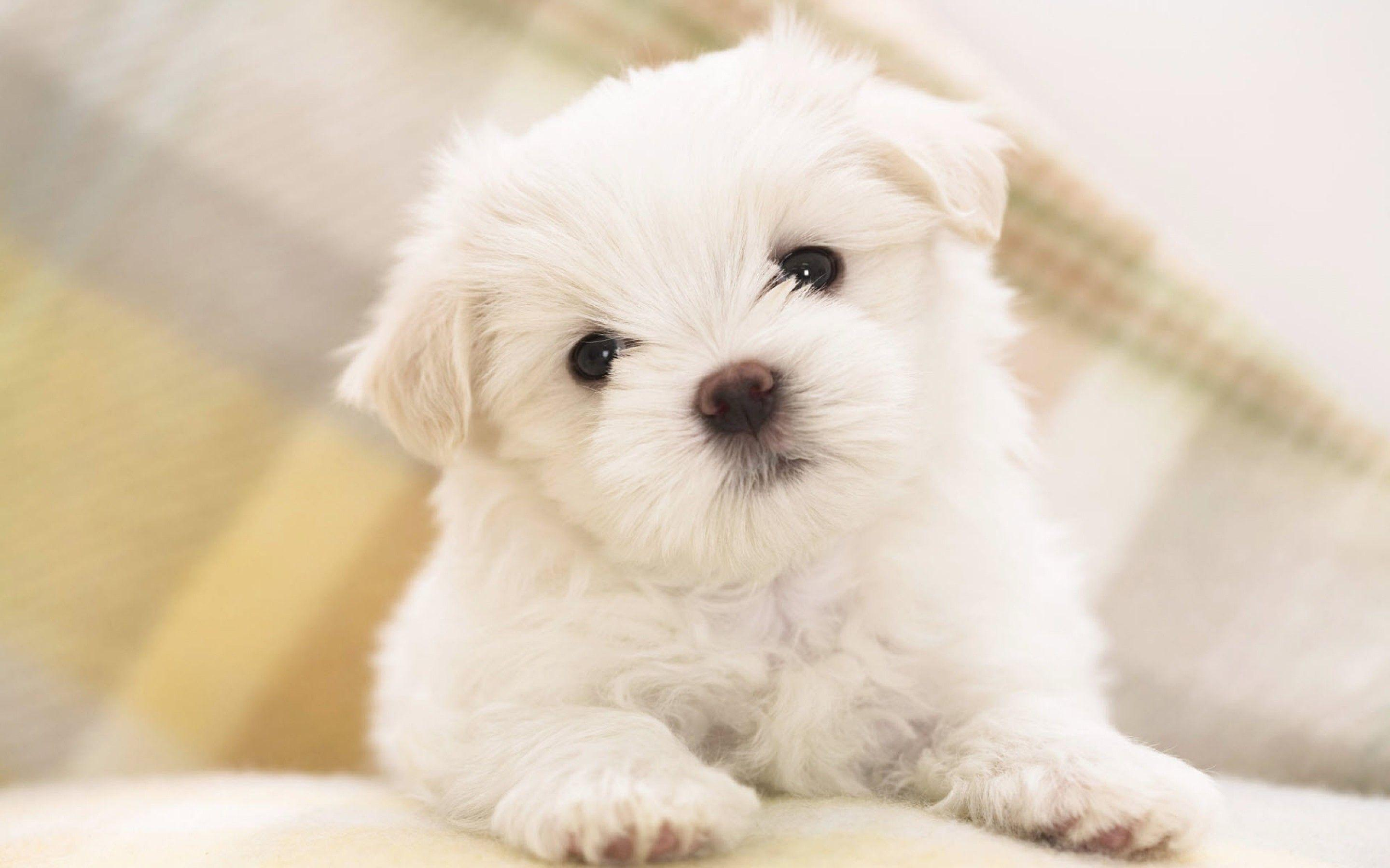 2880x1800 Puppy Wallpapers