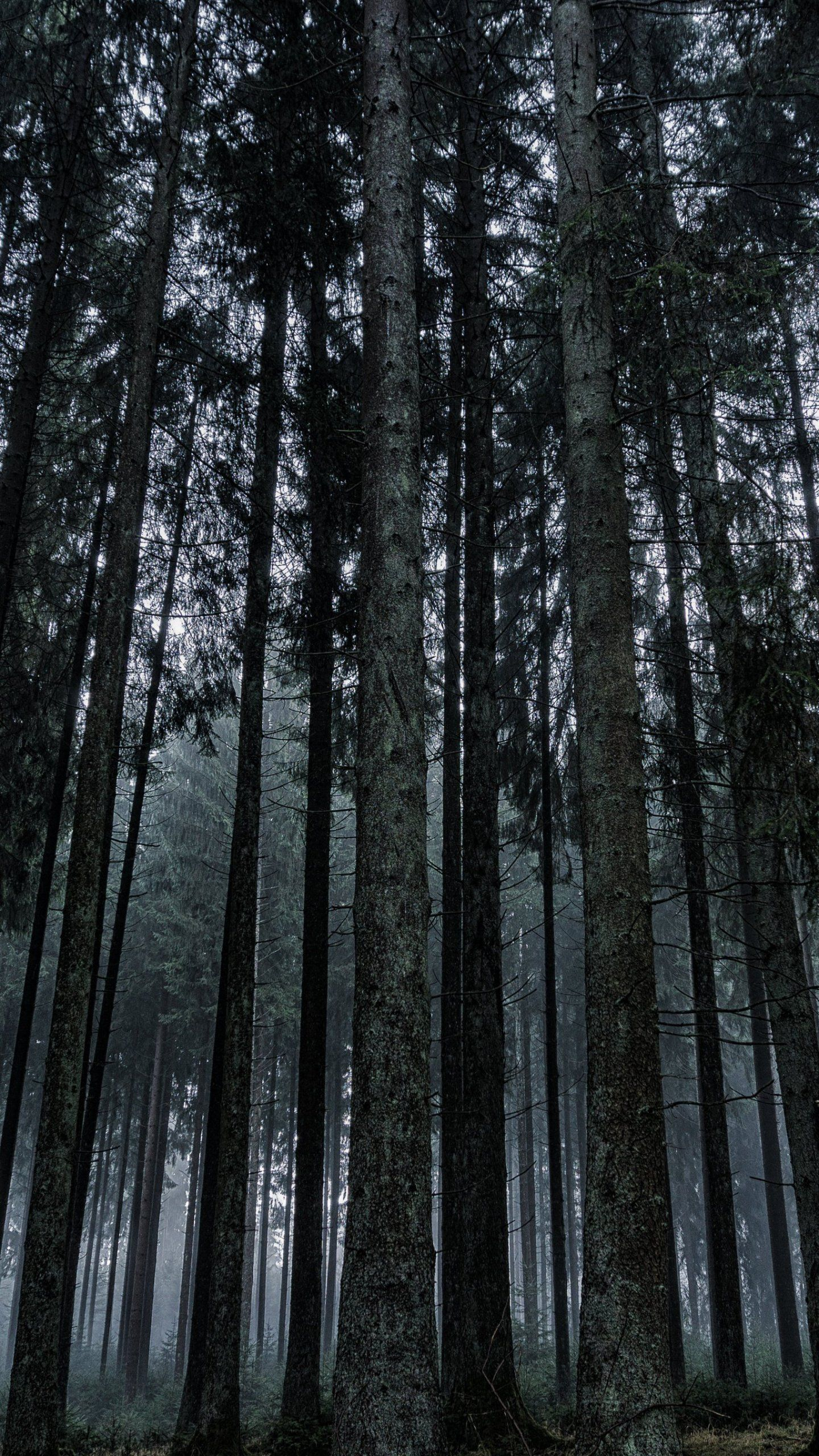 1440x2560 Dark Forest Wallpaper iPhone, Android \u0026 Desktop Backgrounds | Dark forest, Forest wallpaper, Beautiful scenery pictures