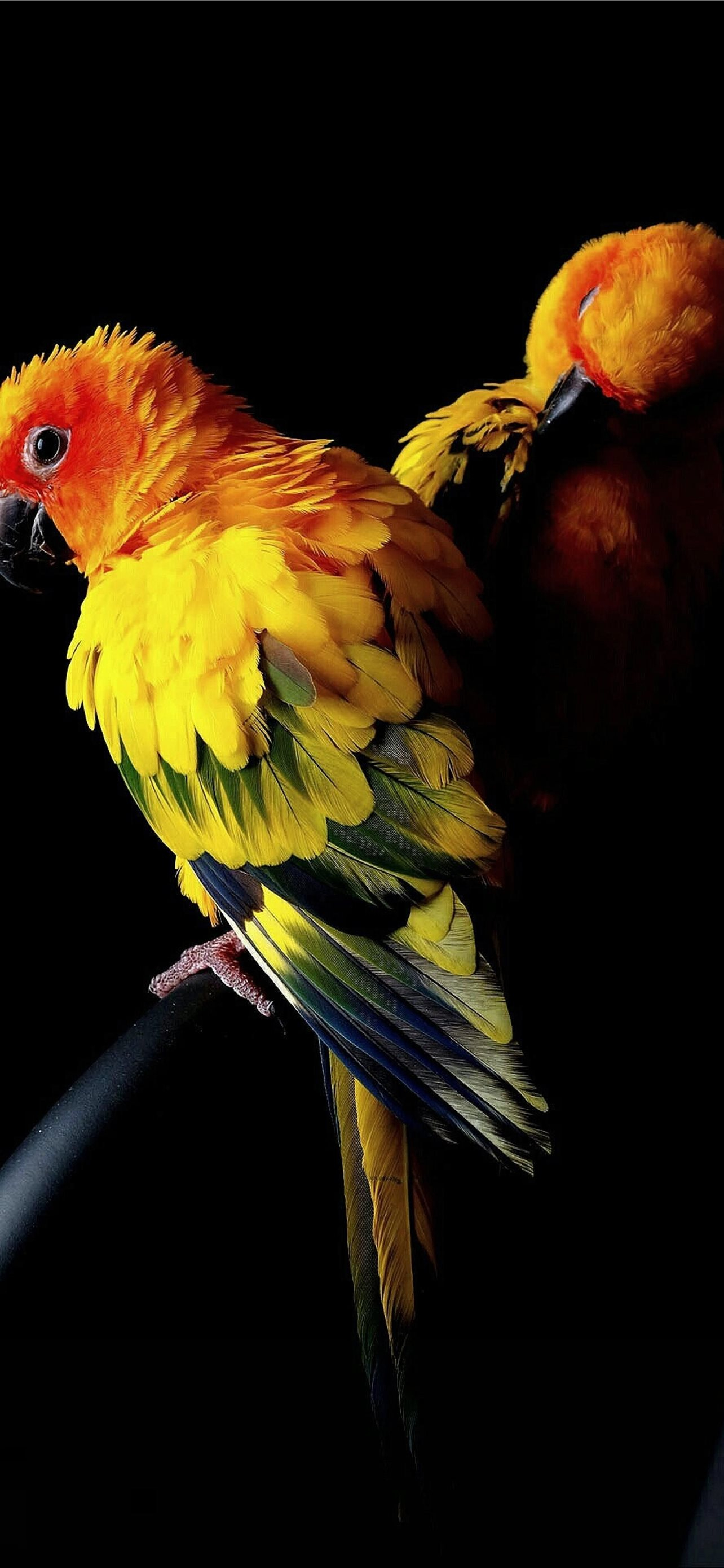 1284x2778 Best Parrot iPhone HD Wallpapers