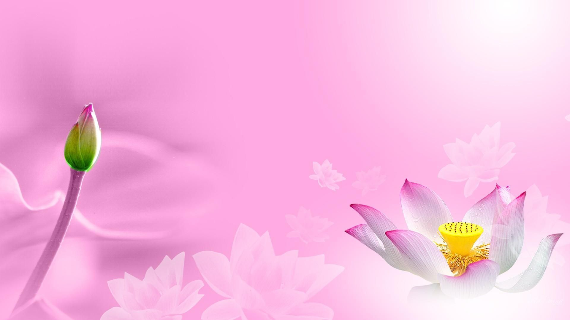 1920x1080 Cute Pink Water Lily Wallpaper | Lily wallpaper, Water lily, Wallpaper website