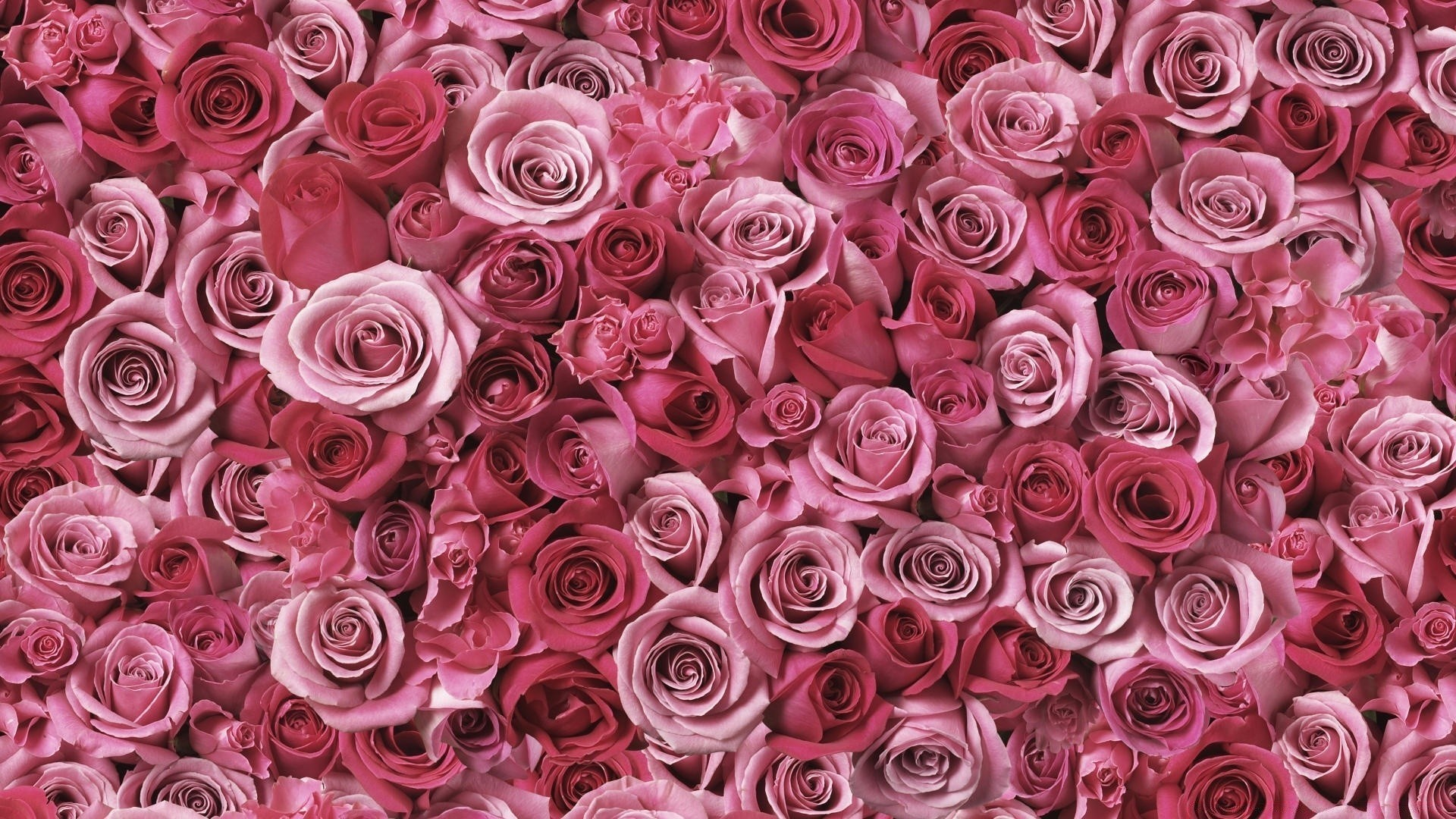 1920x1080 28 Pink Rose Wallpapers Wallpaperboat