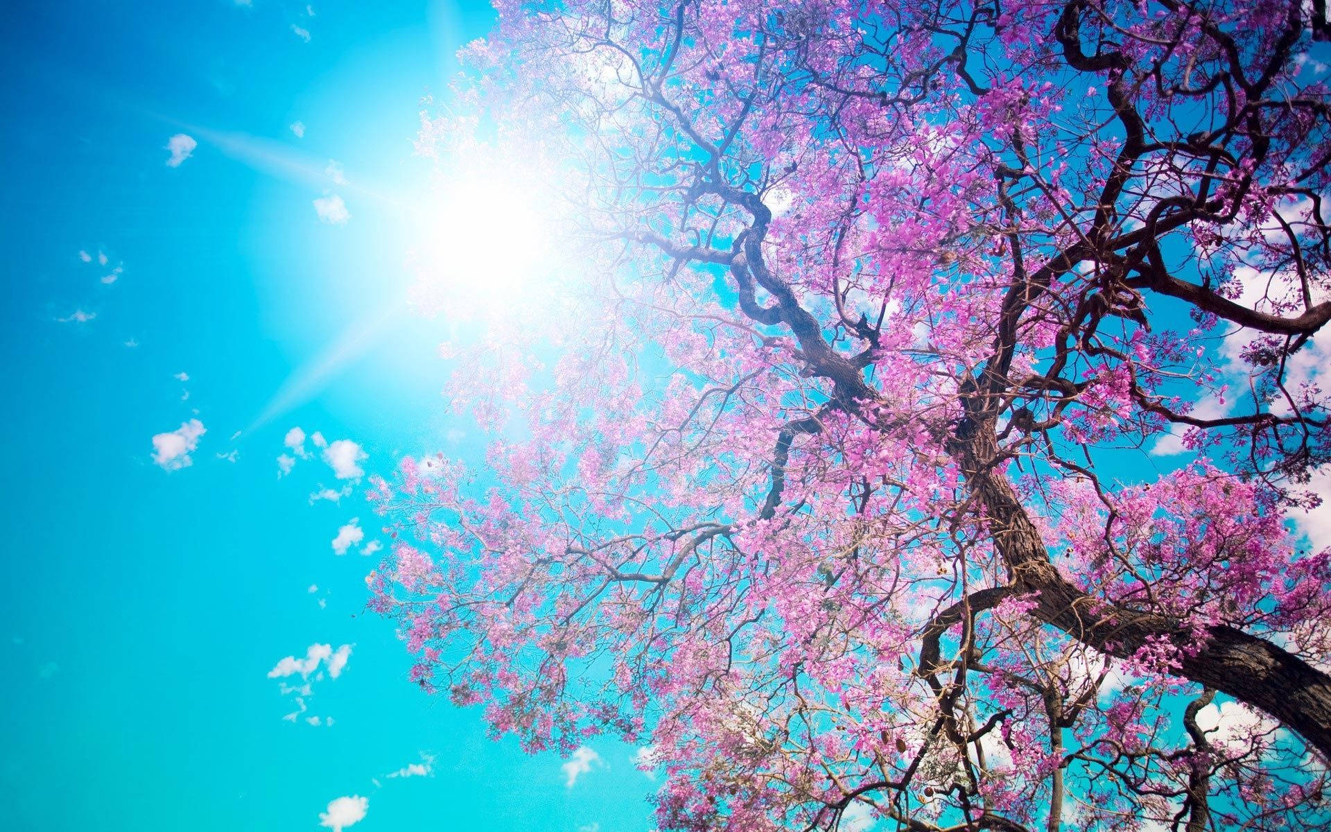 1920x1200 Download Spring Desktop Sakura Tree Under The Sun Wallpaper