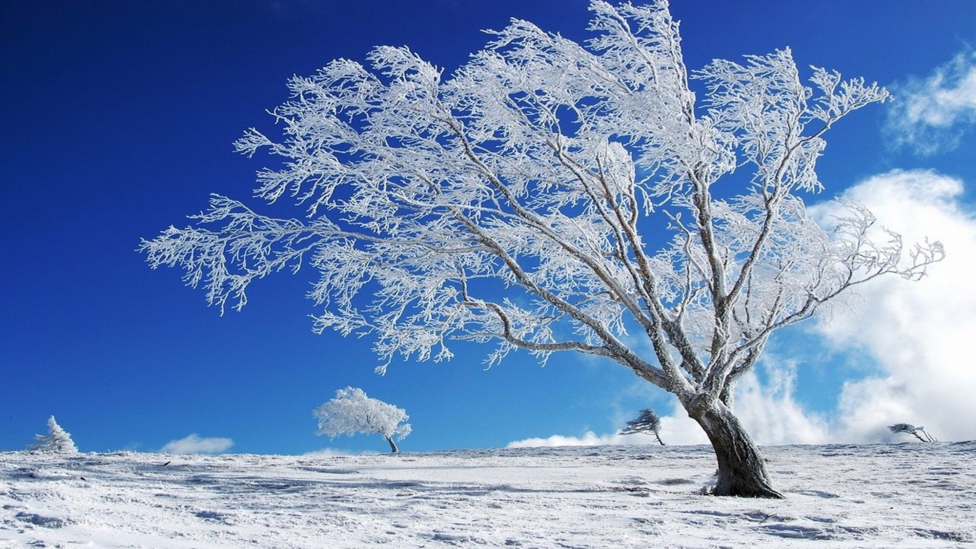 1920x1080 Beautiful Background Winter Snow Tree Hd Wallpaper Eyecandy for your XFCE-Desktop