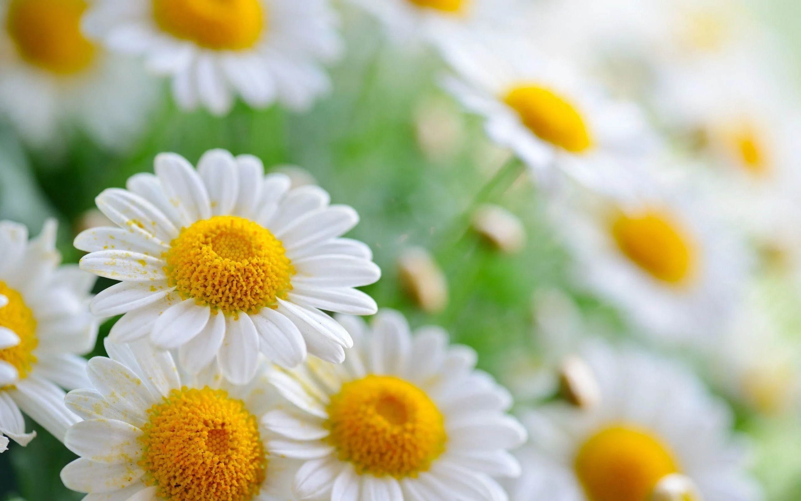 2560x1600 Daisy Flower Wallpapers Top Free Daisy Flower Backgrounds